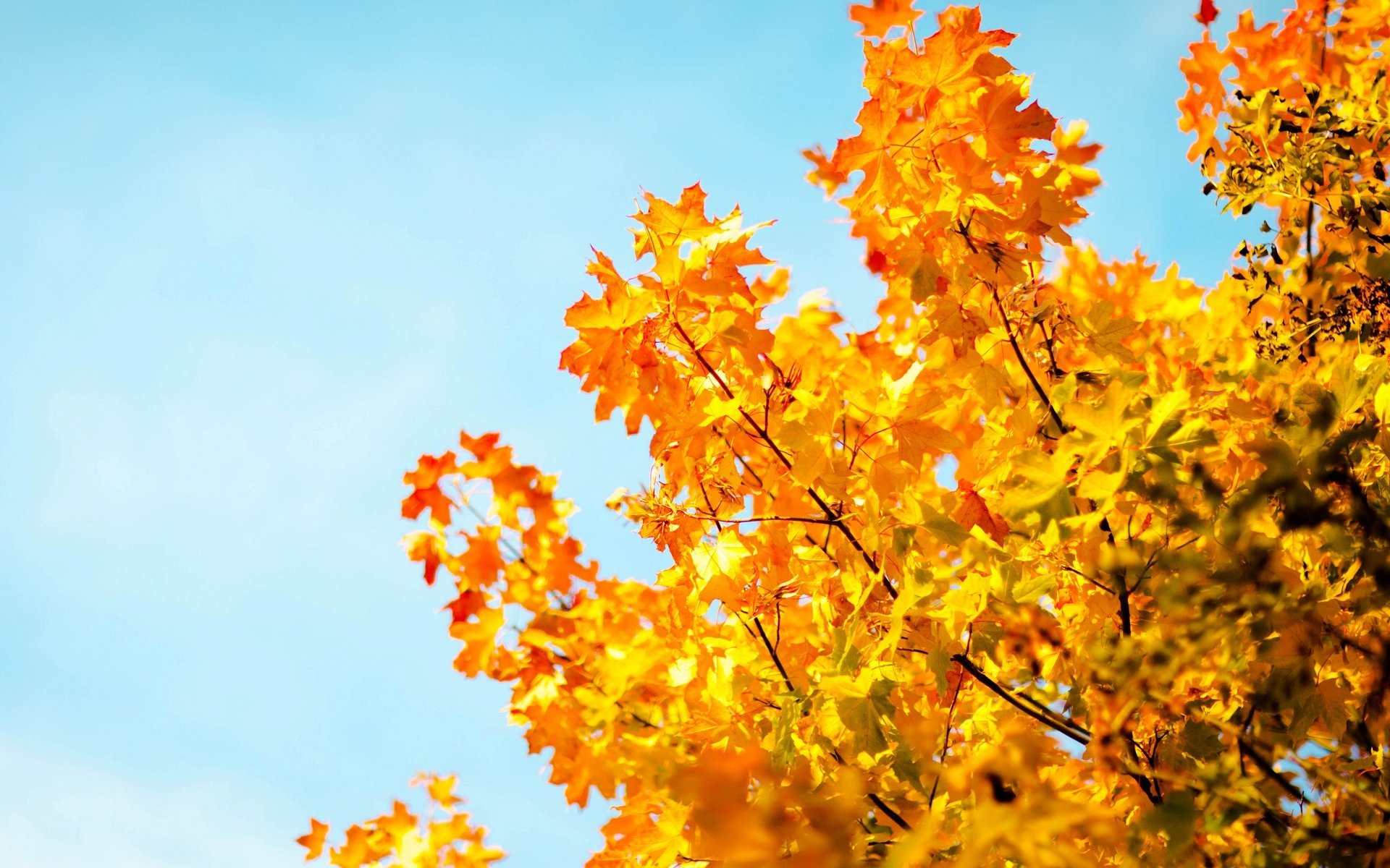 macro arbre arbres feuilles folioles jaune automne ciel bleu macro flou arrière-plan papier peint écran large plein écran écran large