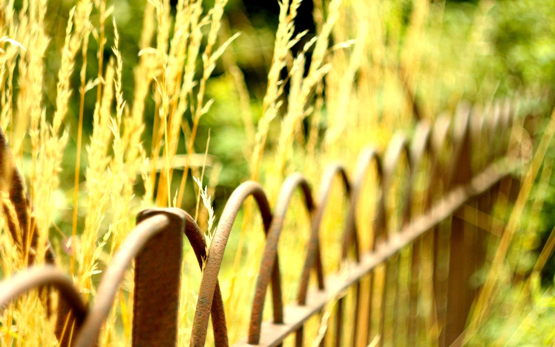 makro ogrodzenie ogrodzenie ogrodzenie bokeh rozmycie roślina zieleń tło tapeta panoramiczny pełny ekran panoramiczny panoramiczny