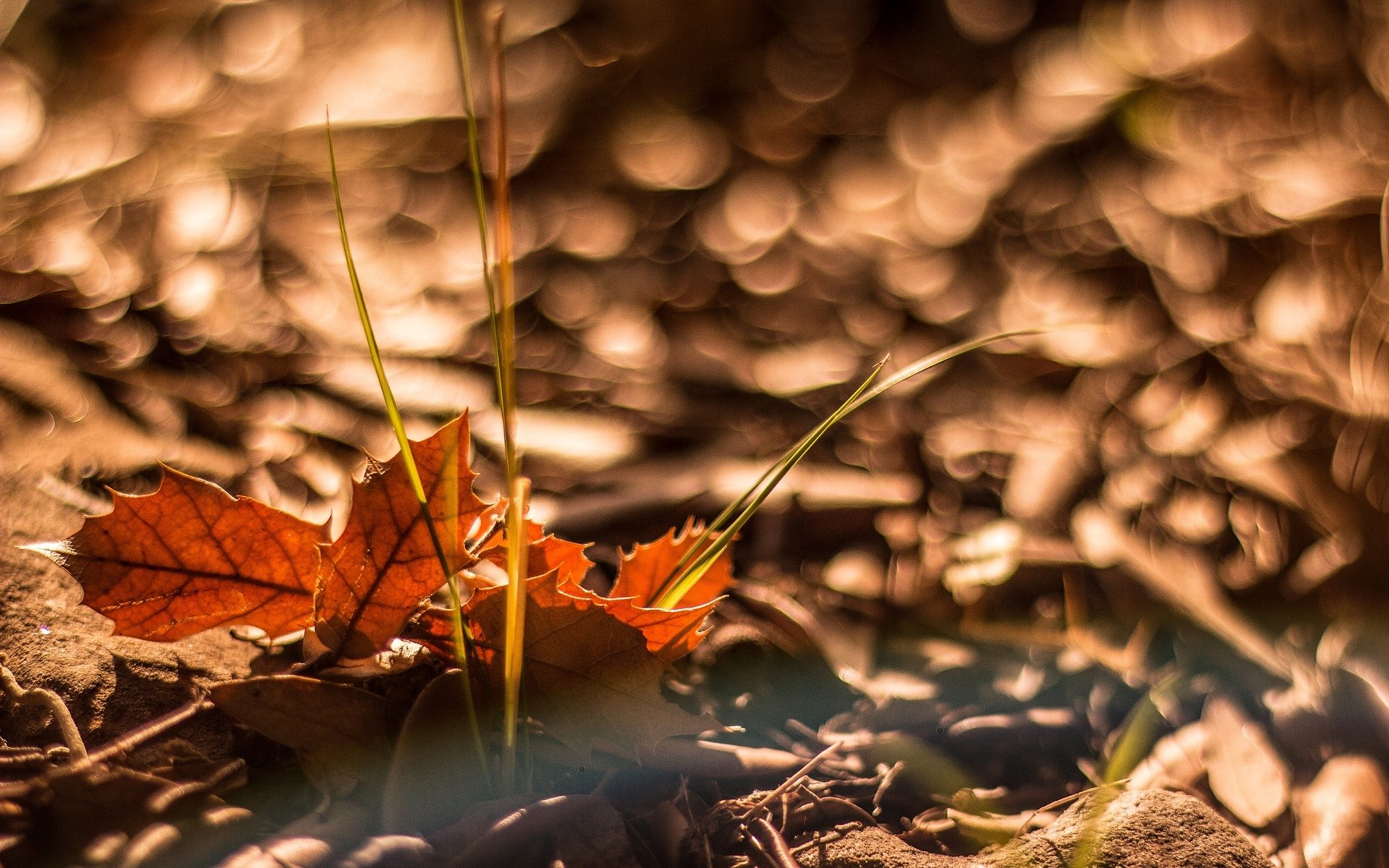 macro hojas hojas otoño bokeh fondo macro