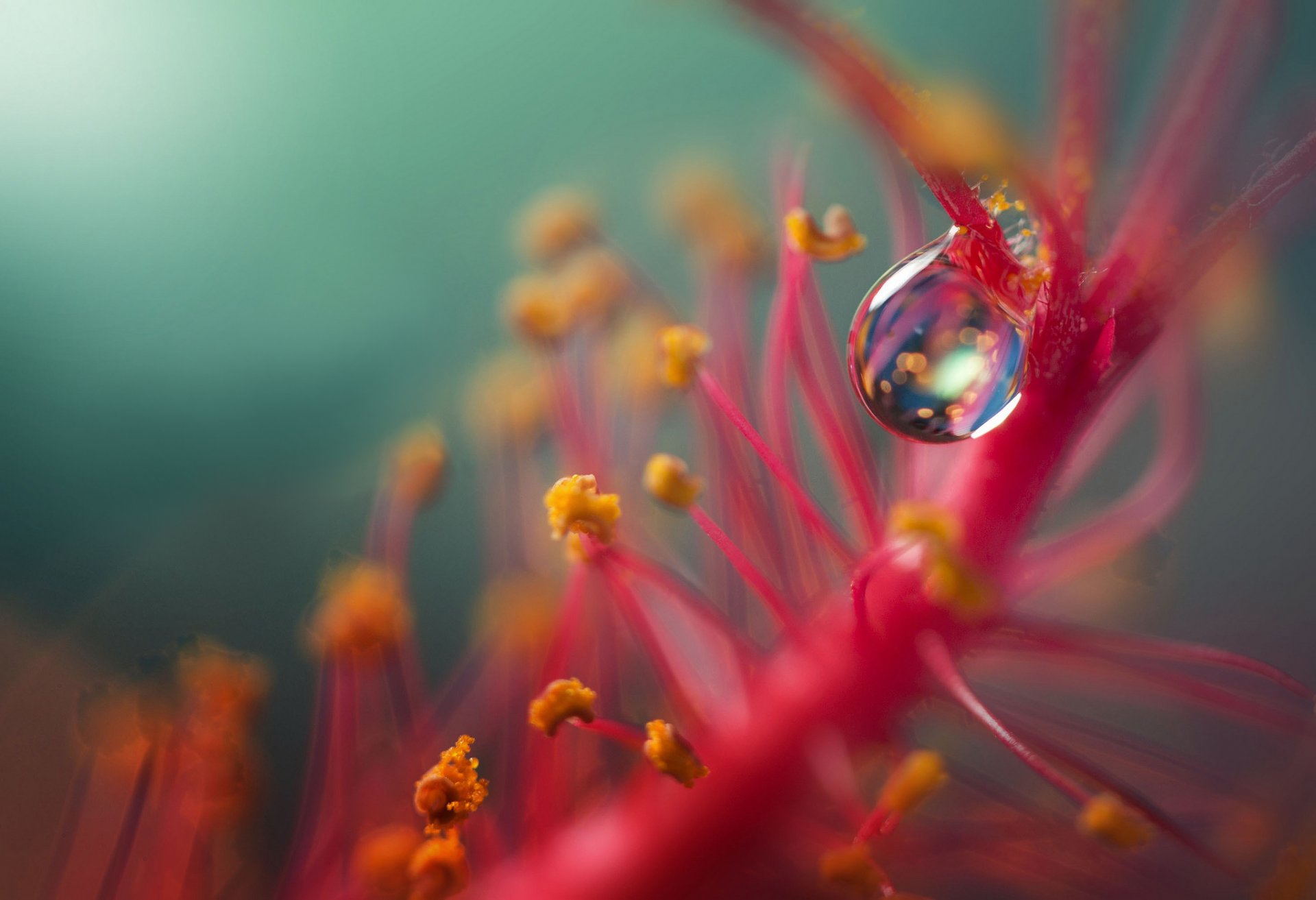 plant flower drop background blur