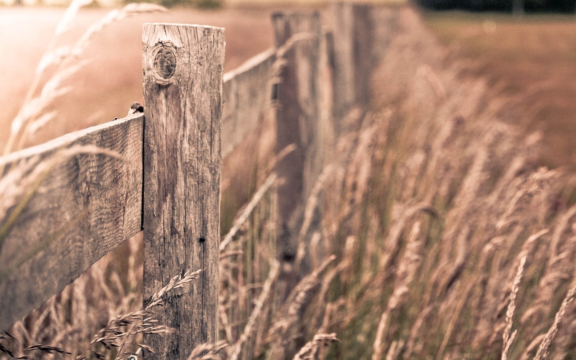 close up plant fence fencing macro background wallpaper widescreen full screen hd wallpapers fullscreen