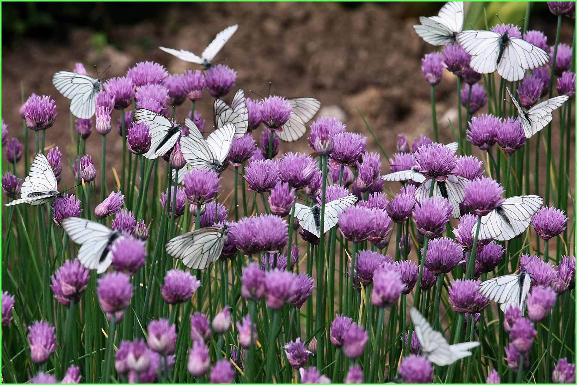 farfalle trifoglio natura fiori