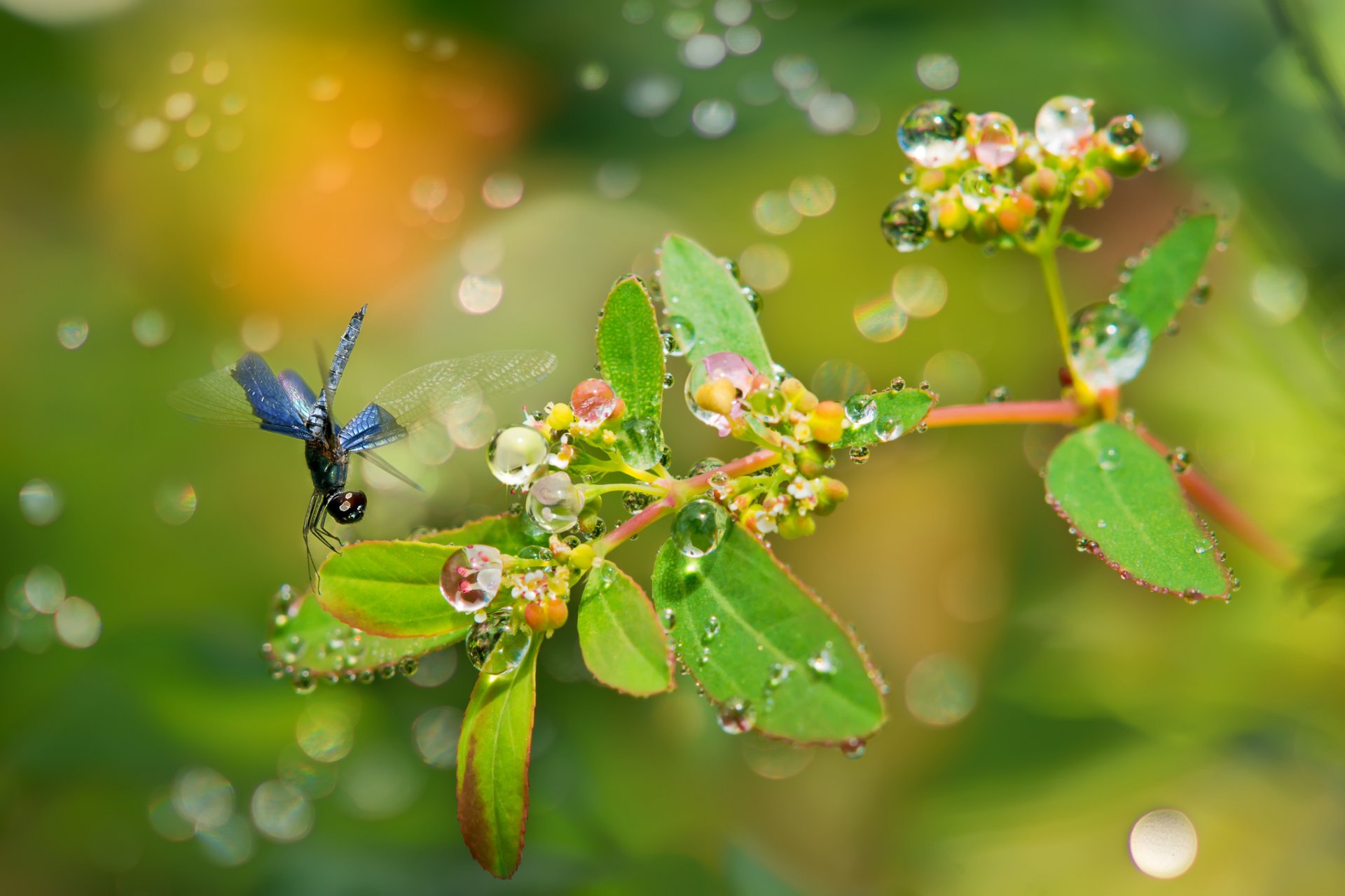 planta rama hojas fruta gotas rocío reflejos libélula