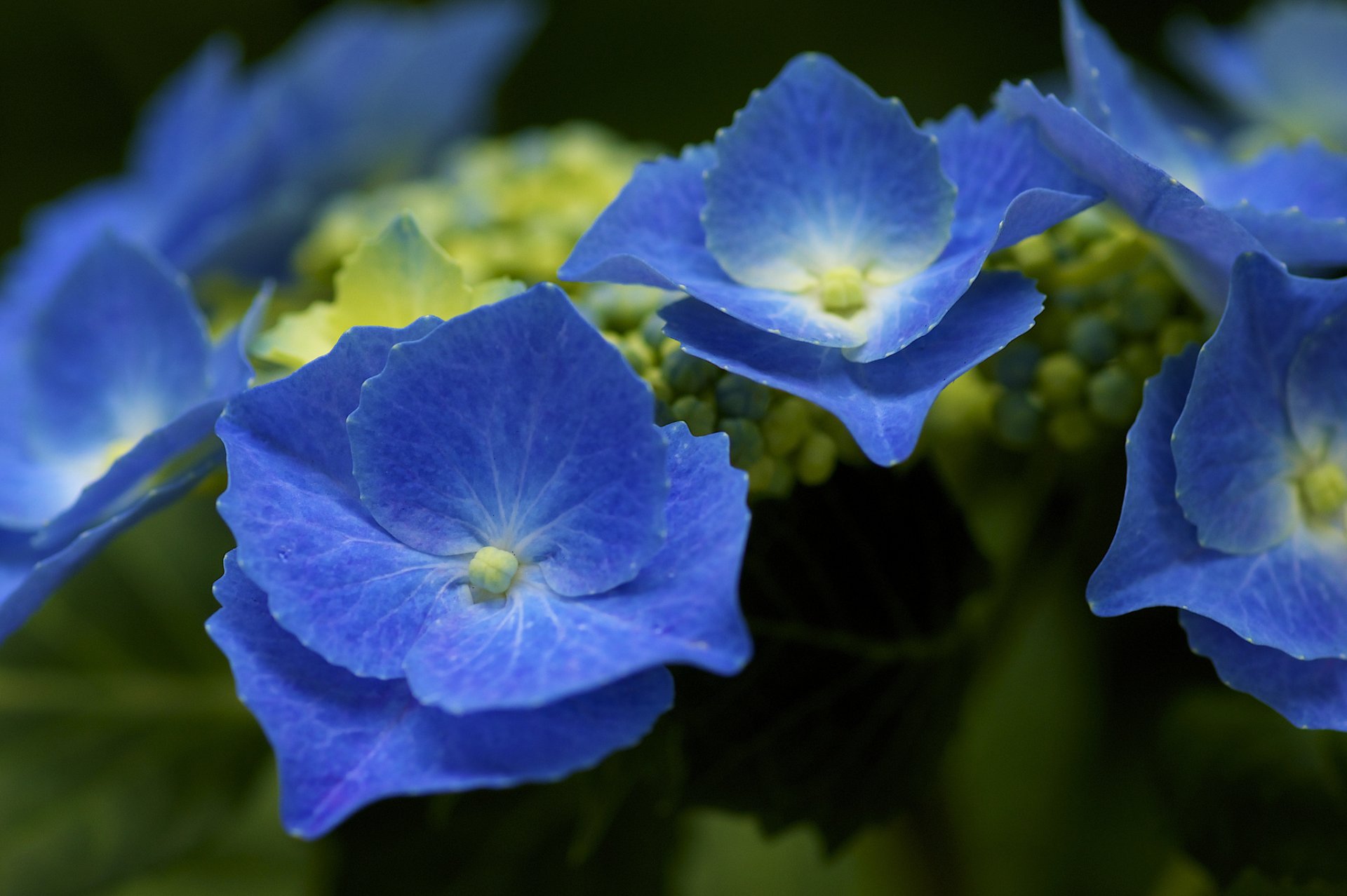 ortensia blu infiorescenze cespuglio