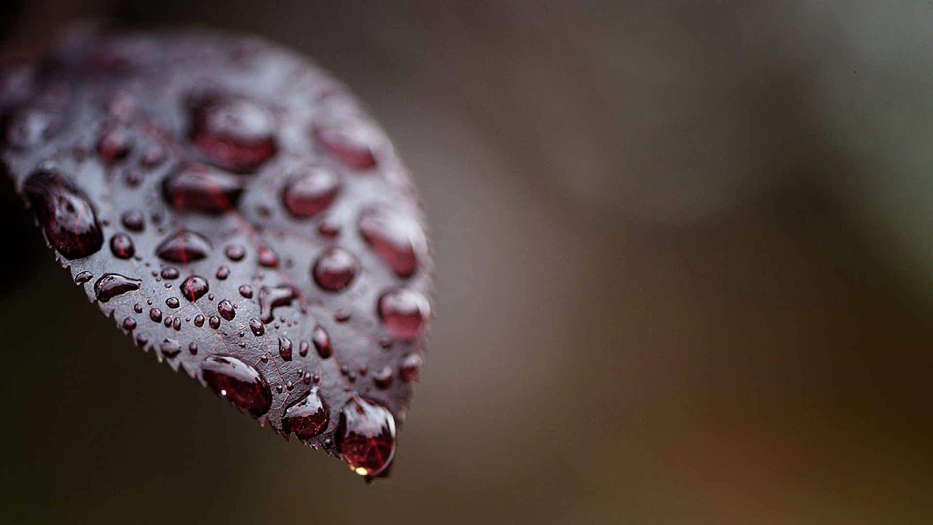 foglia gocce acqua rosso macro