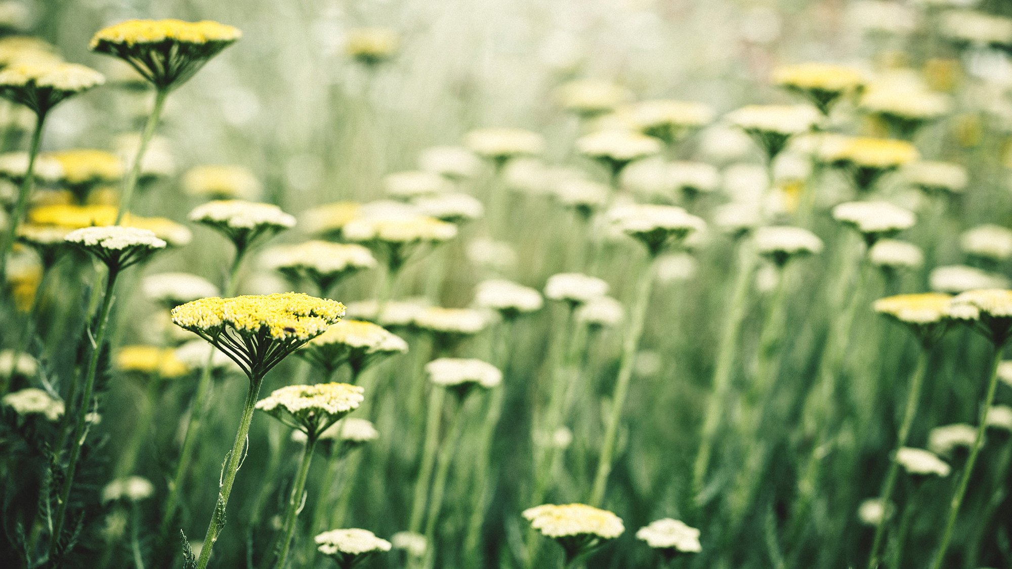 onnenanbeter soleil plante fleur