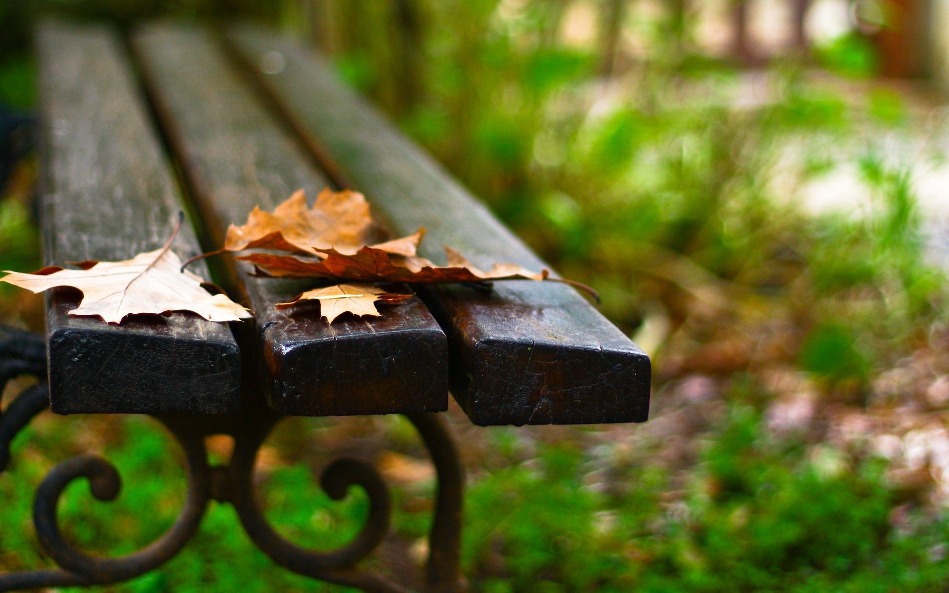 macro bench bench bench leaf leaf leaves background wallpaper widescreen fullscreen widescreen widescreen