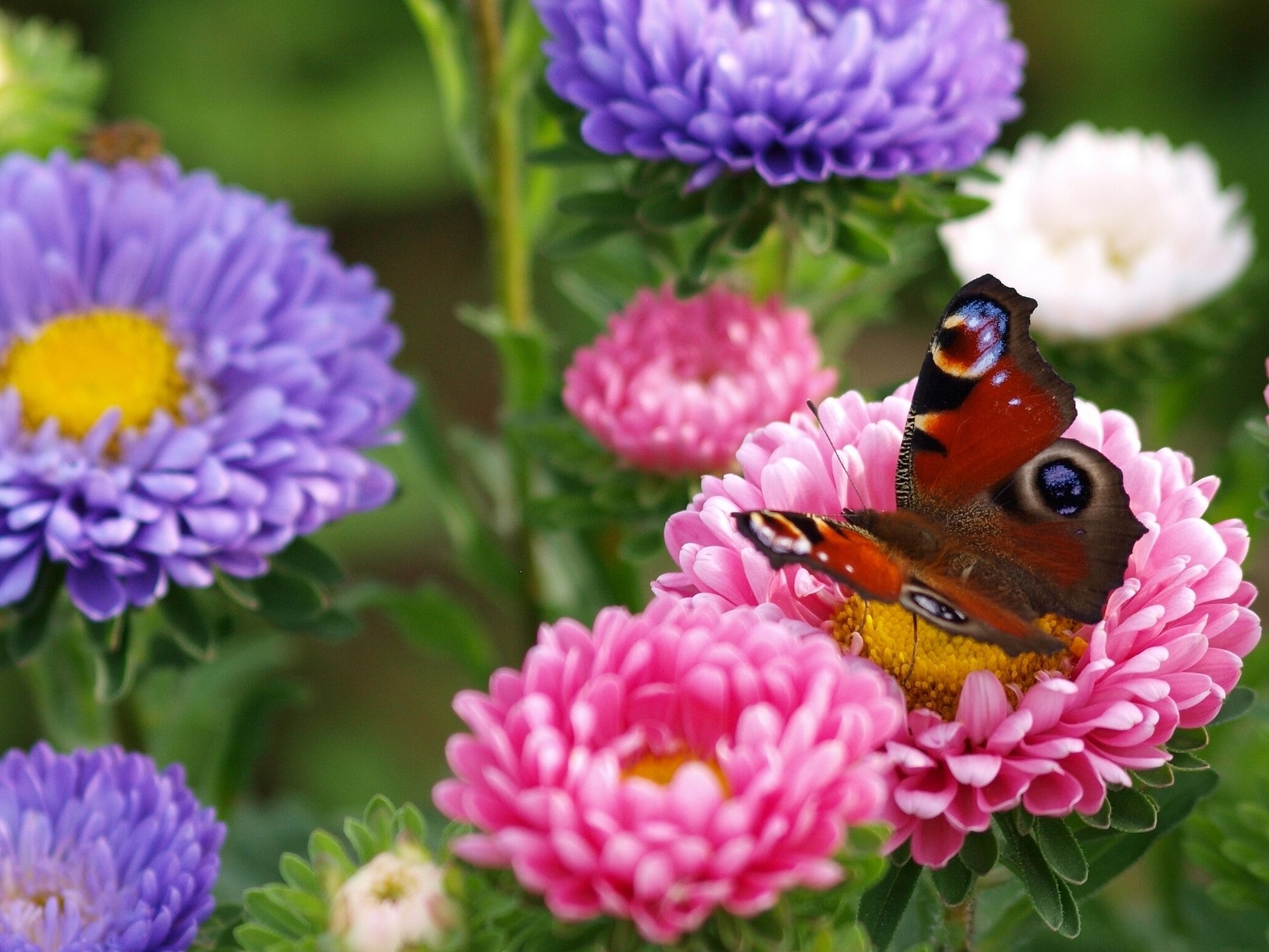 butterfly peacock eye flower asters close up