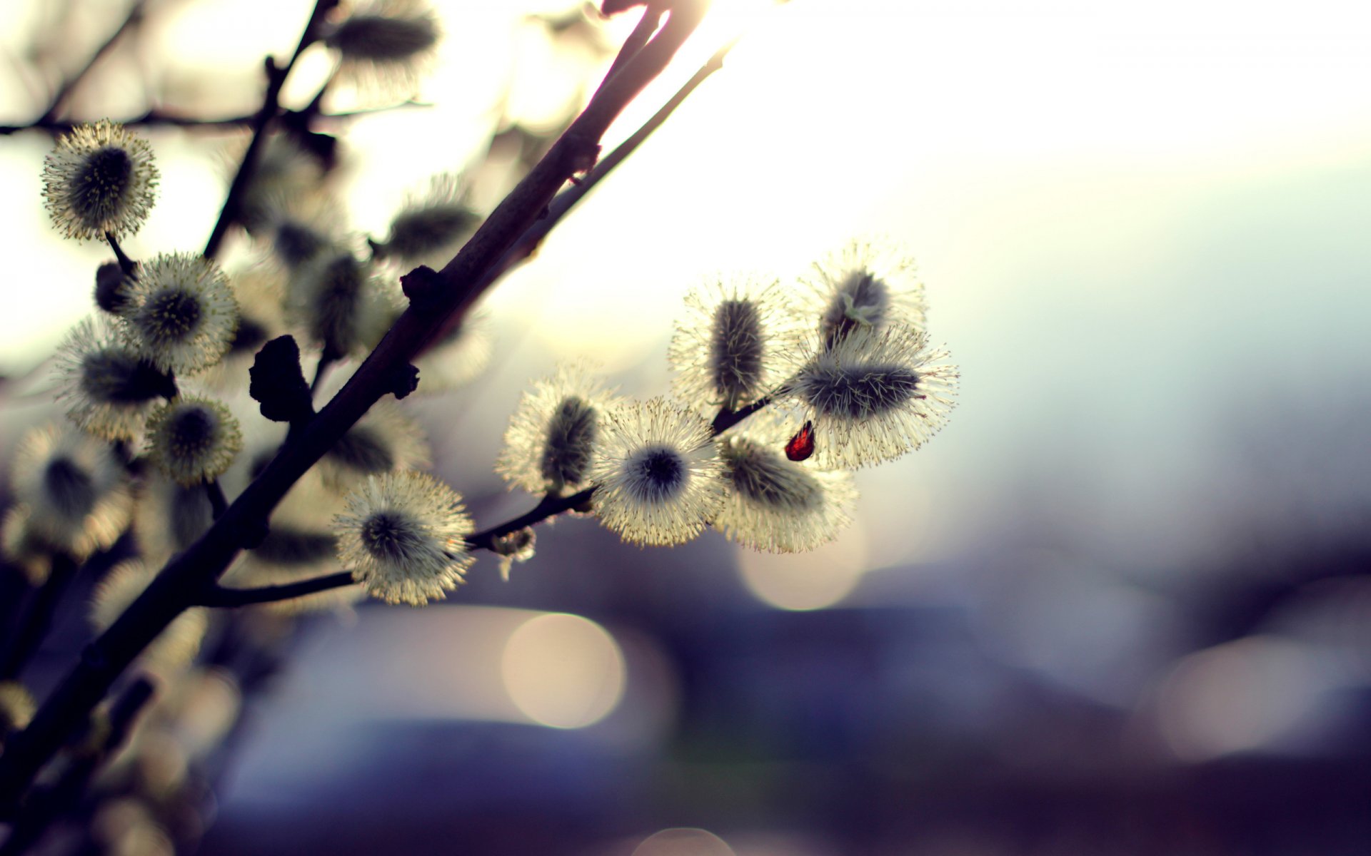 frühling zweige weide blendung