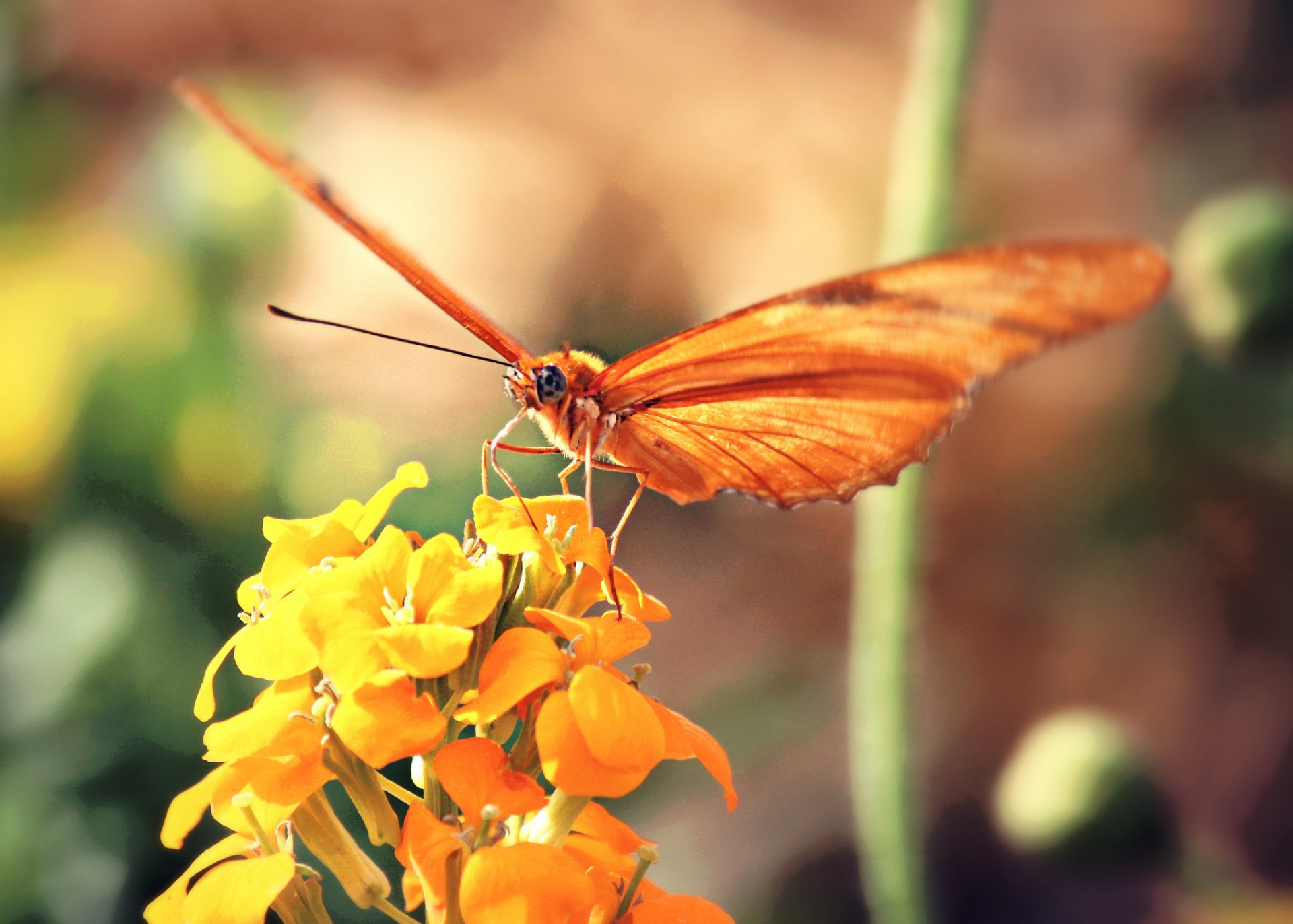 flor amarillo mariposa naranja fondo