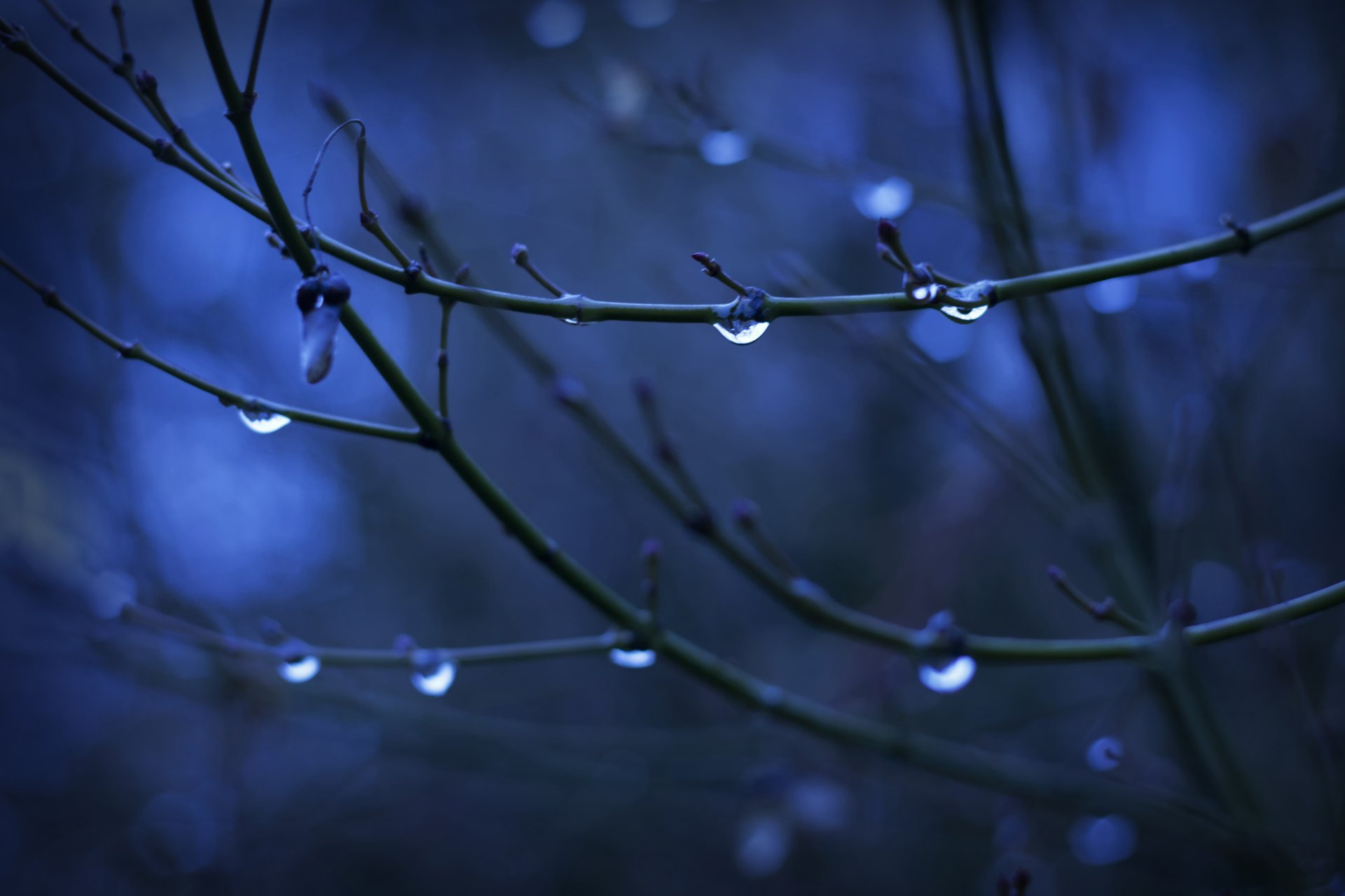 macro gotas agua ramas brotes árbol fondo