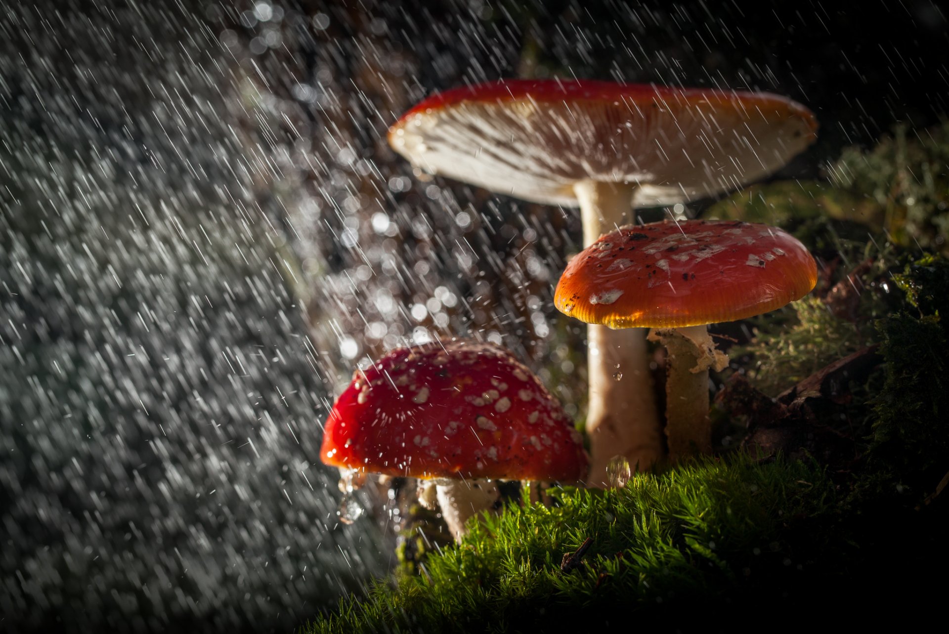 close up nature forest mushrooms amanita rain light drops bokeh