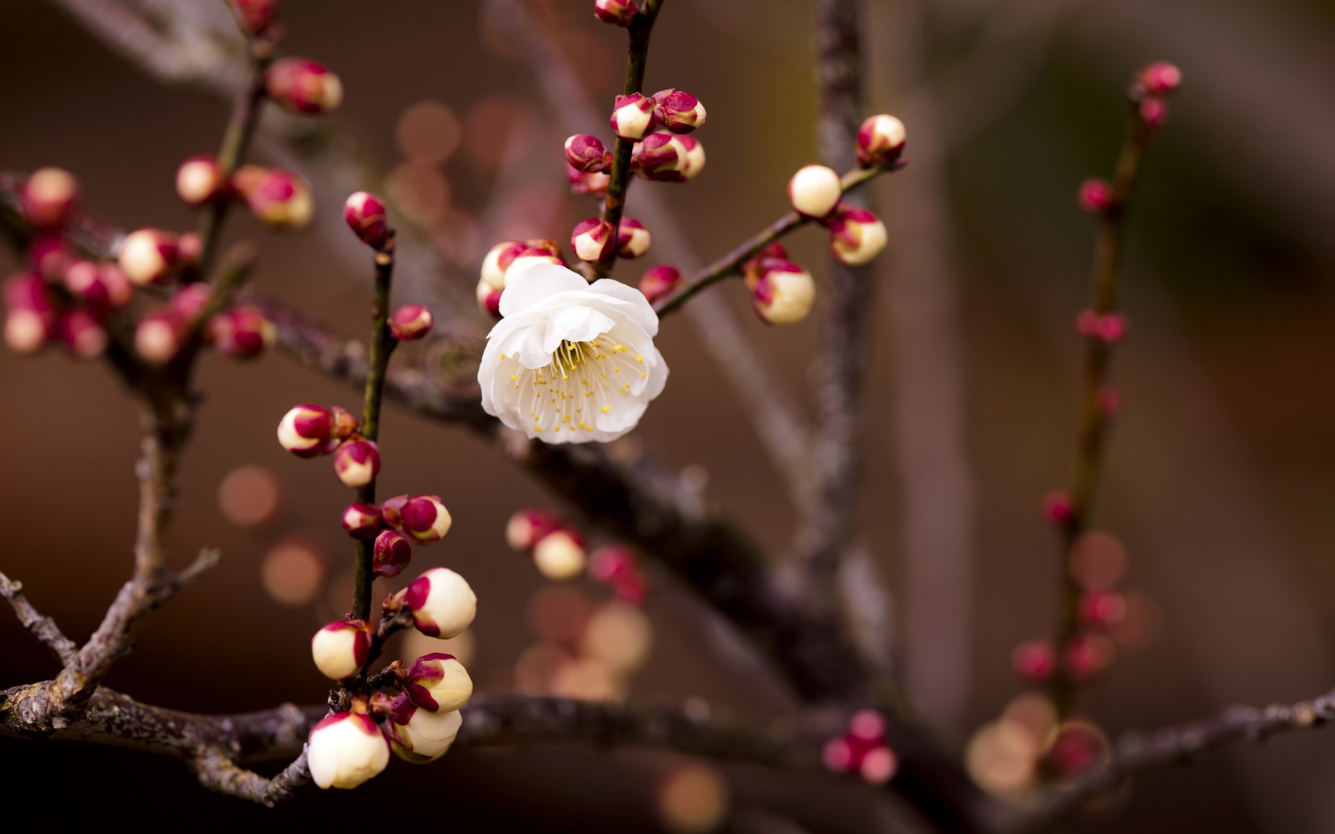 ramo boccioli fiore bianco ciliegia sfocatura