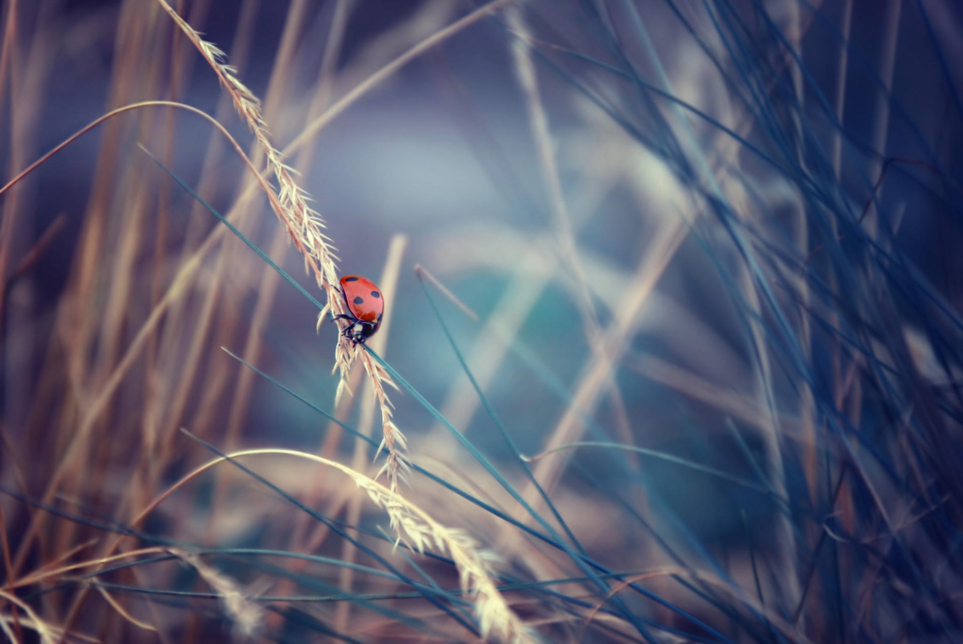 grass insect ladybug close up