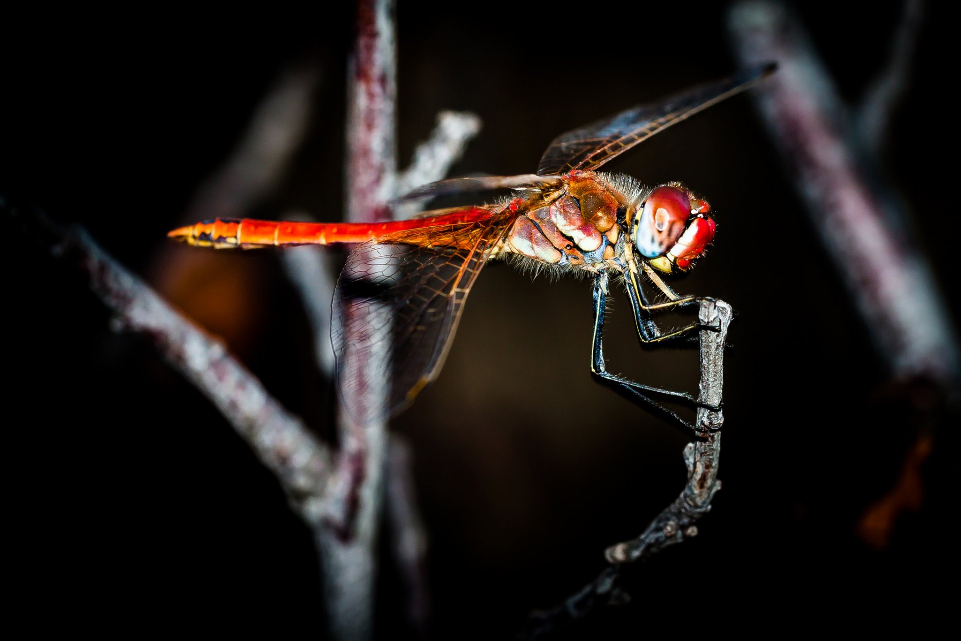 branches insect dragonfly background