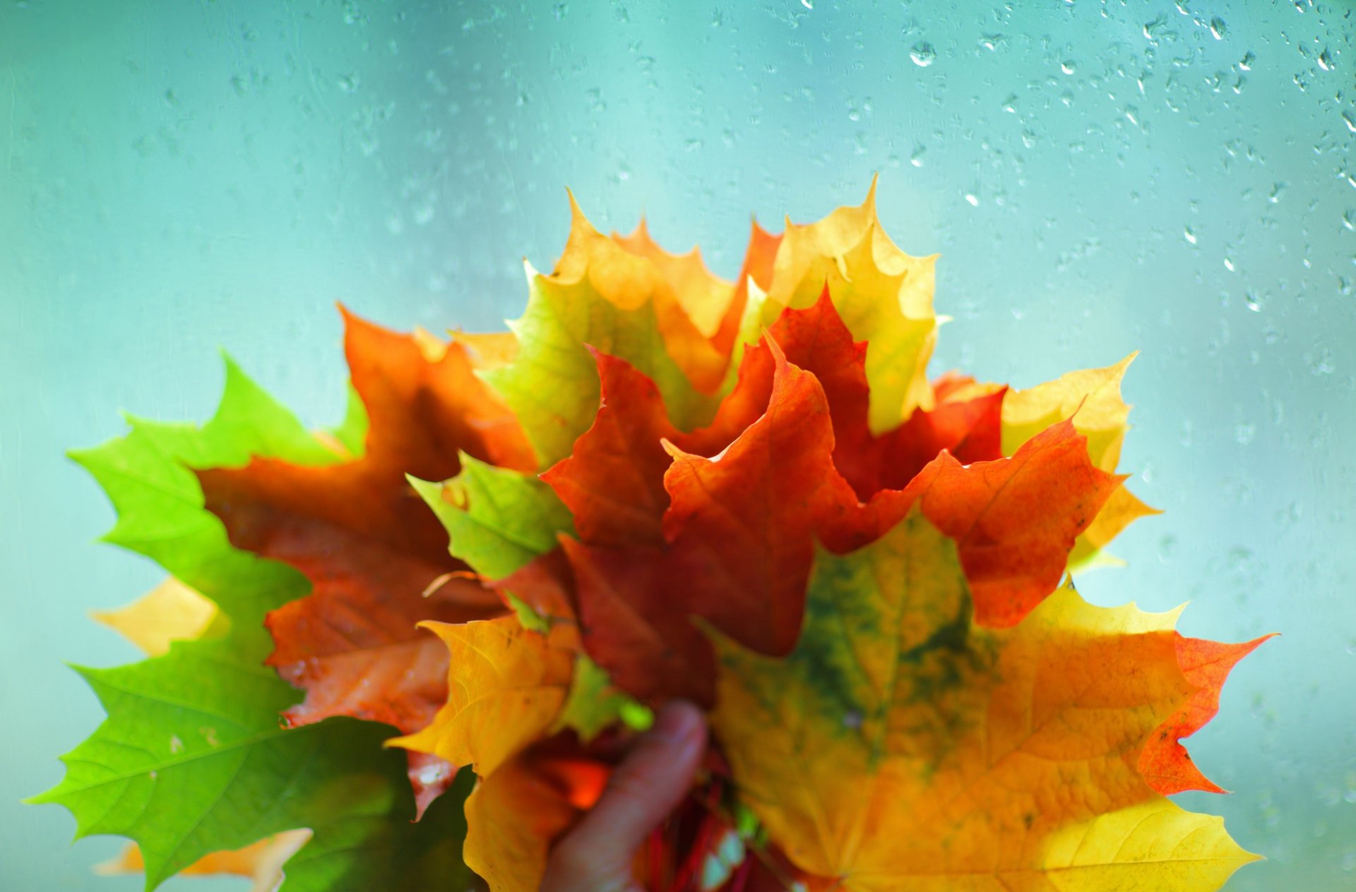 macro leaves leaves leaves red yellow green glass water rain hand autumn background macro wallpaper widescreen fullscreen widescreen