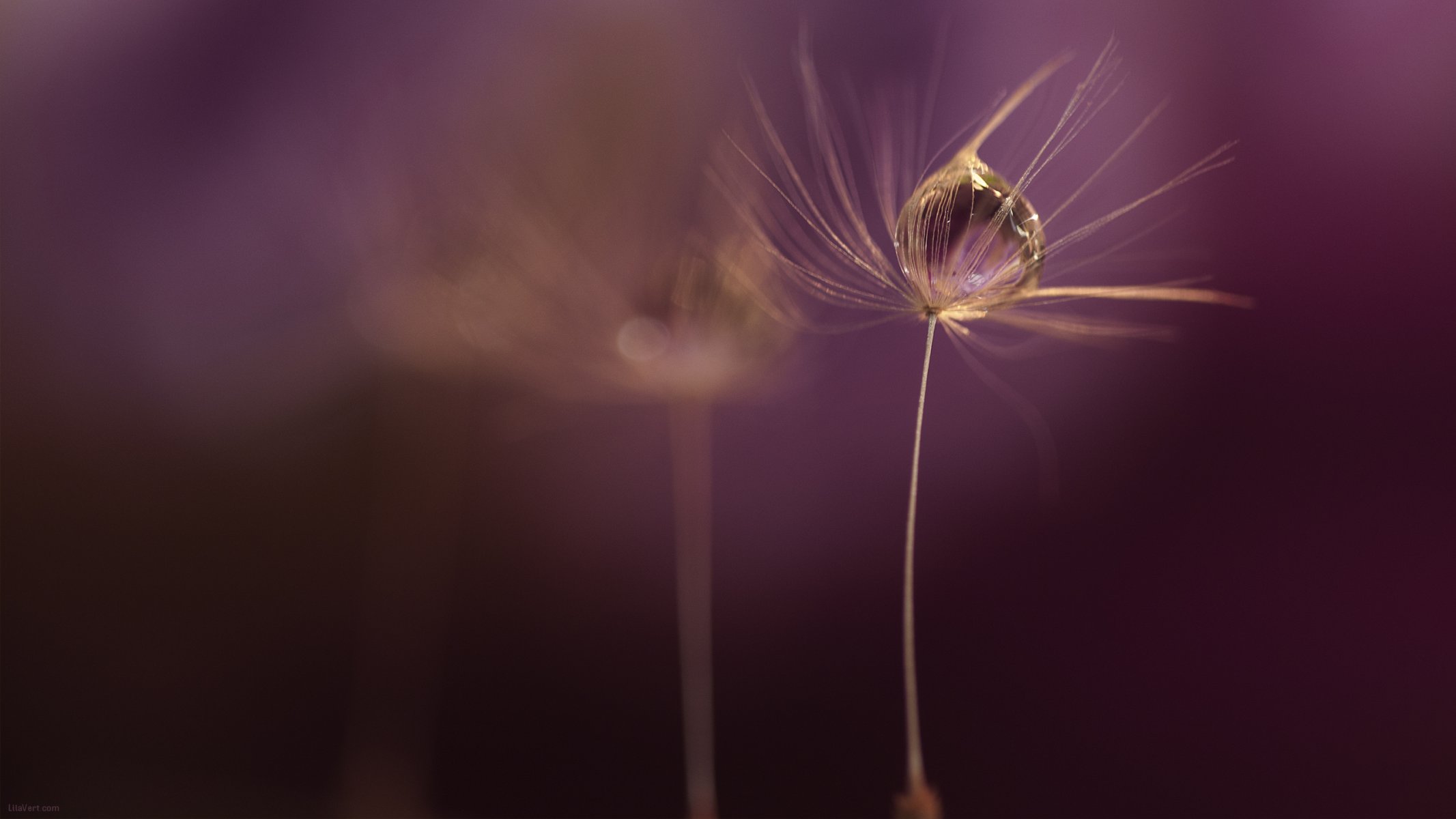 tropfen makro makro hintergrund tapete widescreen vollbild widescreen widescreen