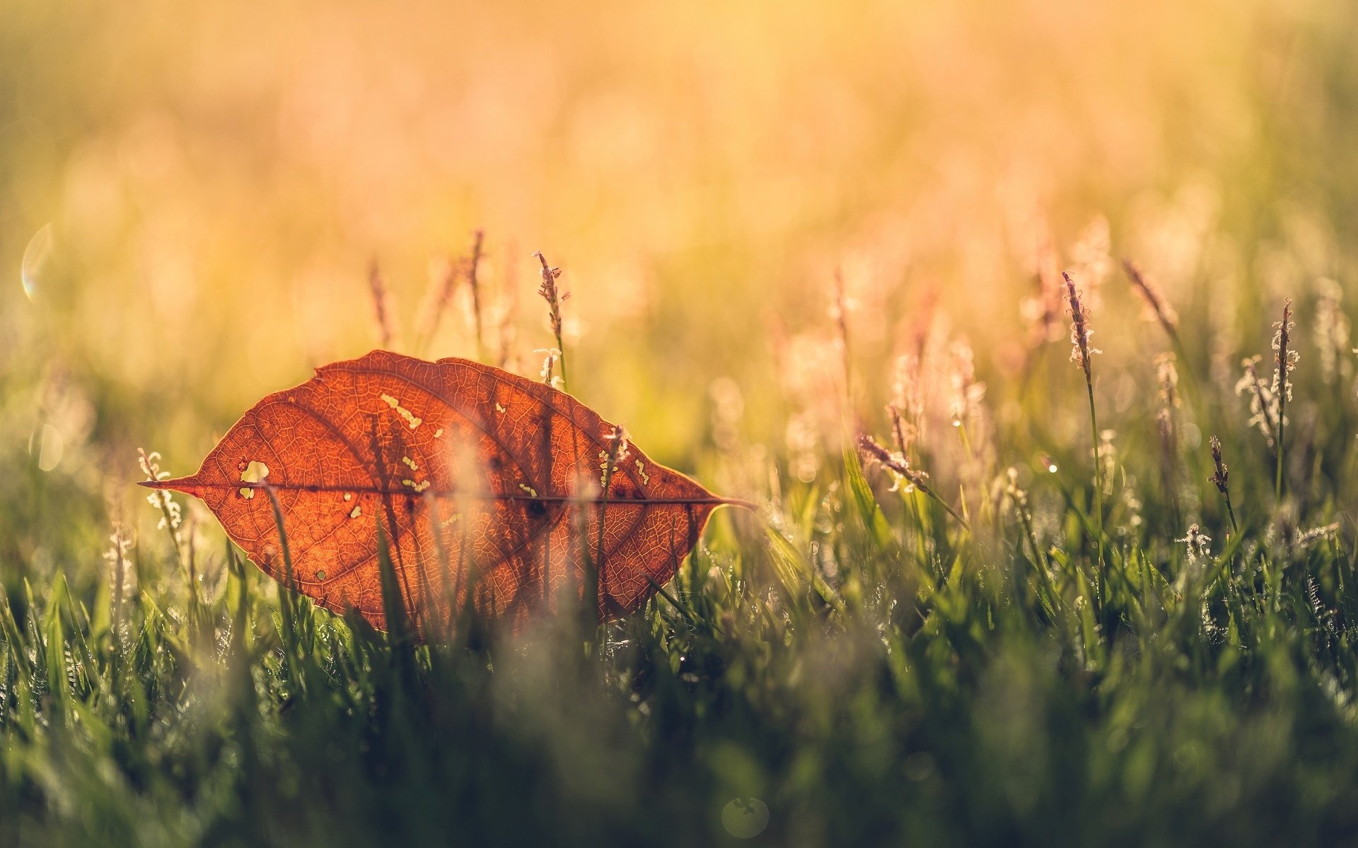 macro leaf leaf grass greenery blur background wallpaper widescreen fullscreen widescreen widescreen