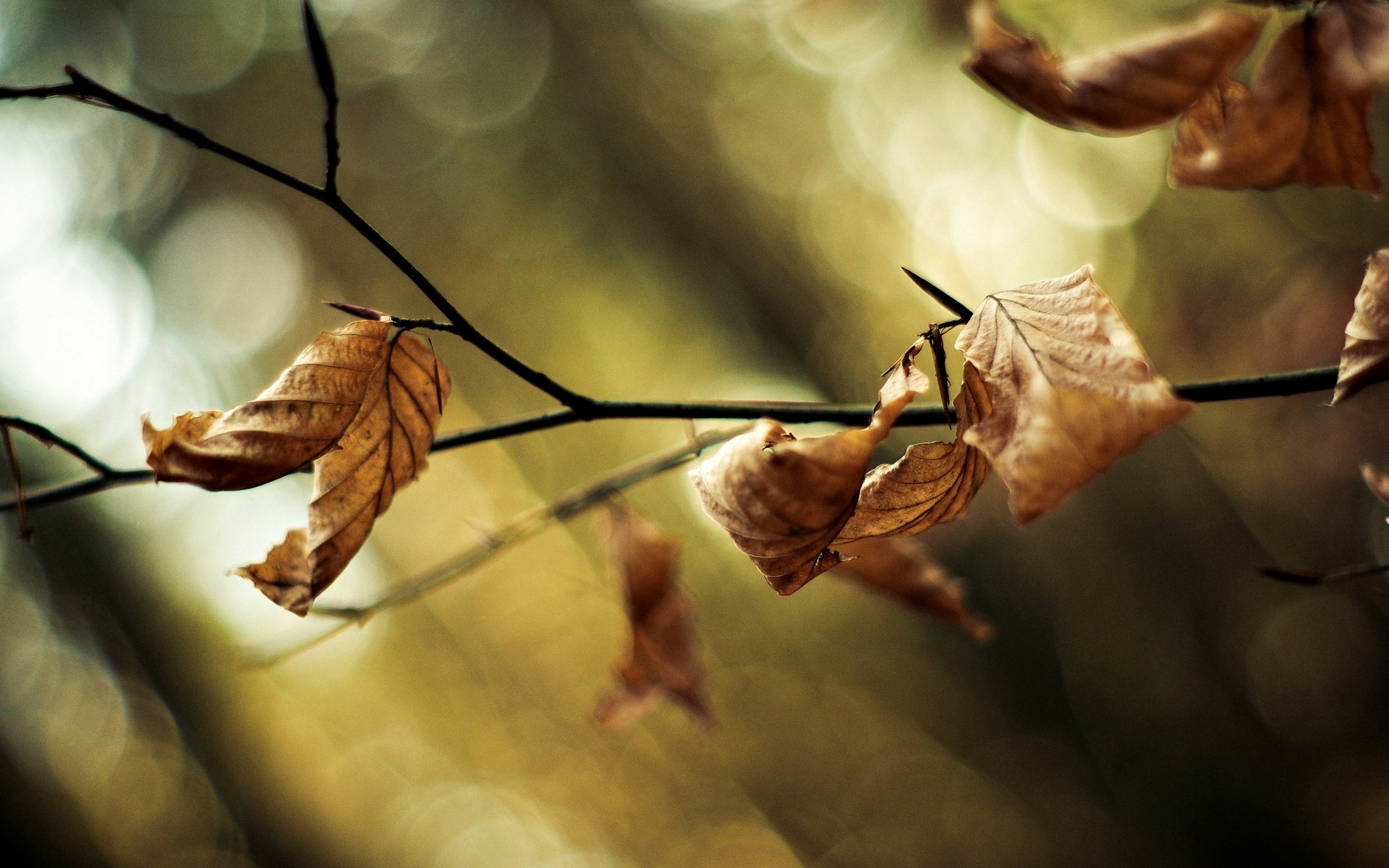 makro blätter blätter zweig baum bäume unschärfe bokeh makro hintergrund tapete widescreen vollbild widescreen widescreen