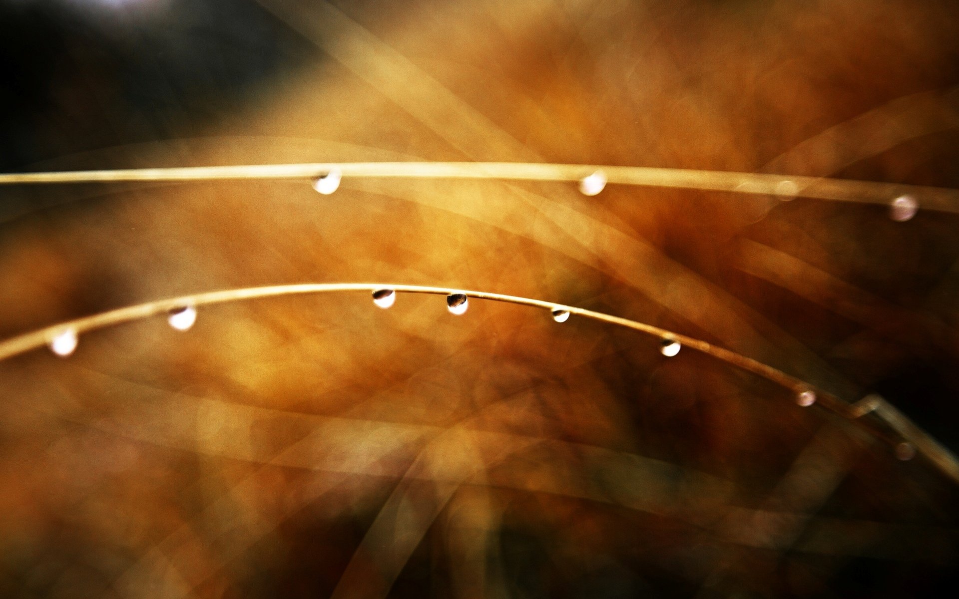 makro zweig zweig tropfen tau wasser tropfen. braun beige unschärfe bokeh hintergrund tapete widescreen vollbild widescreen widescreen