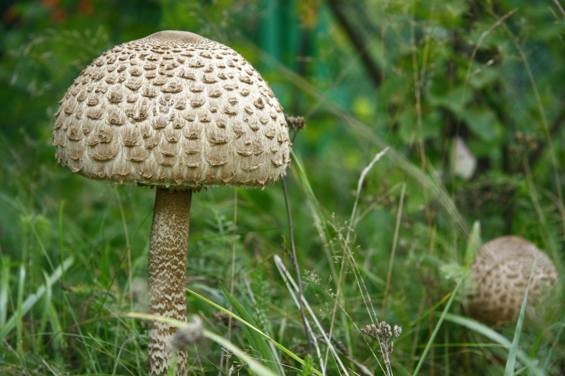 makro natur pilze pilz regenschirm pflanze gras