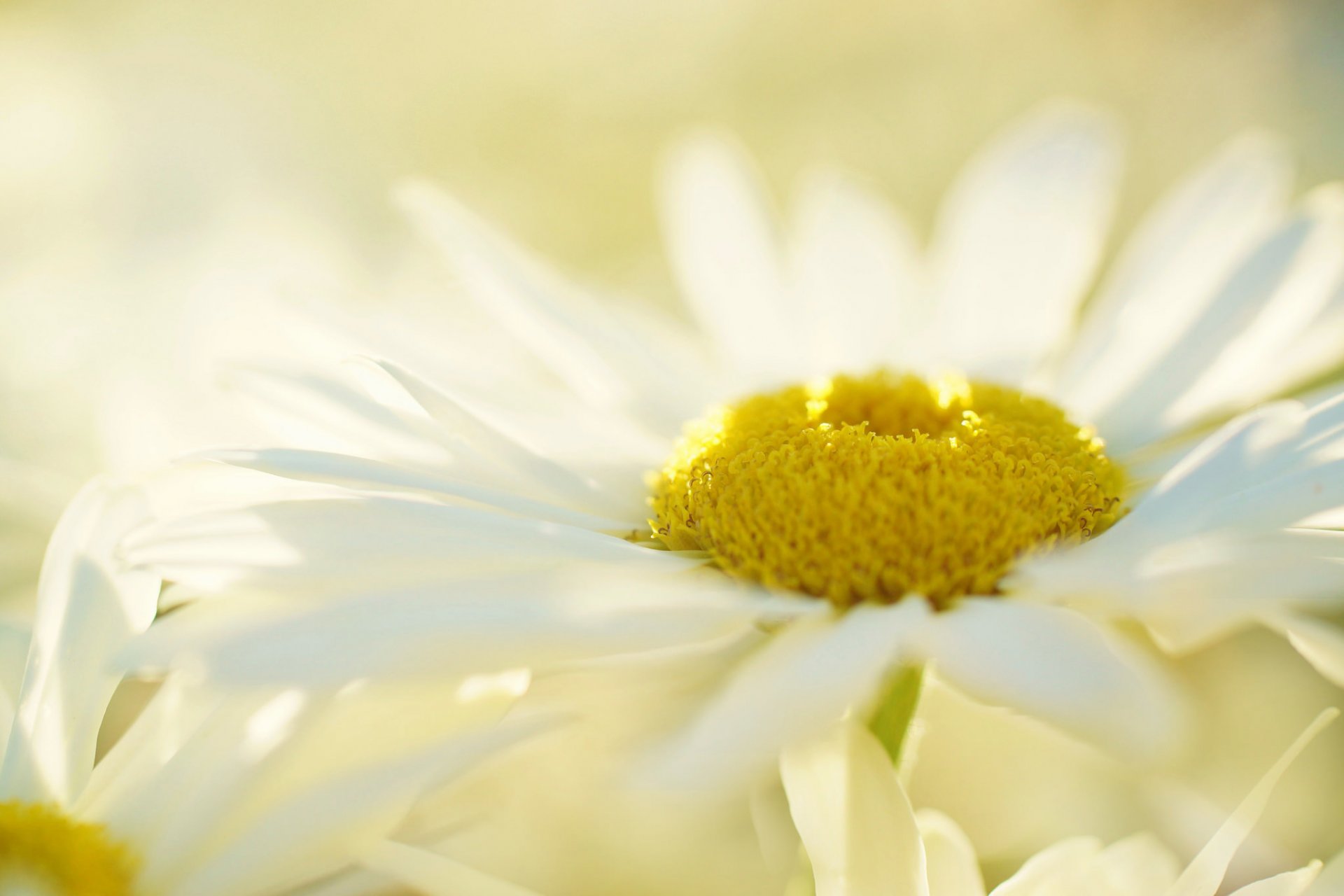 fleur marguerite blanc fond