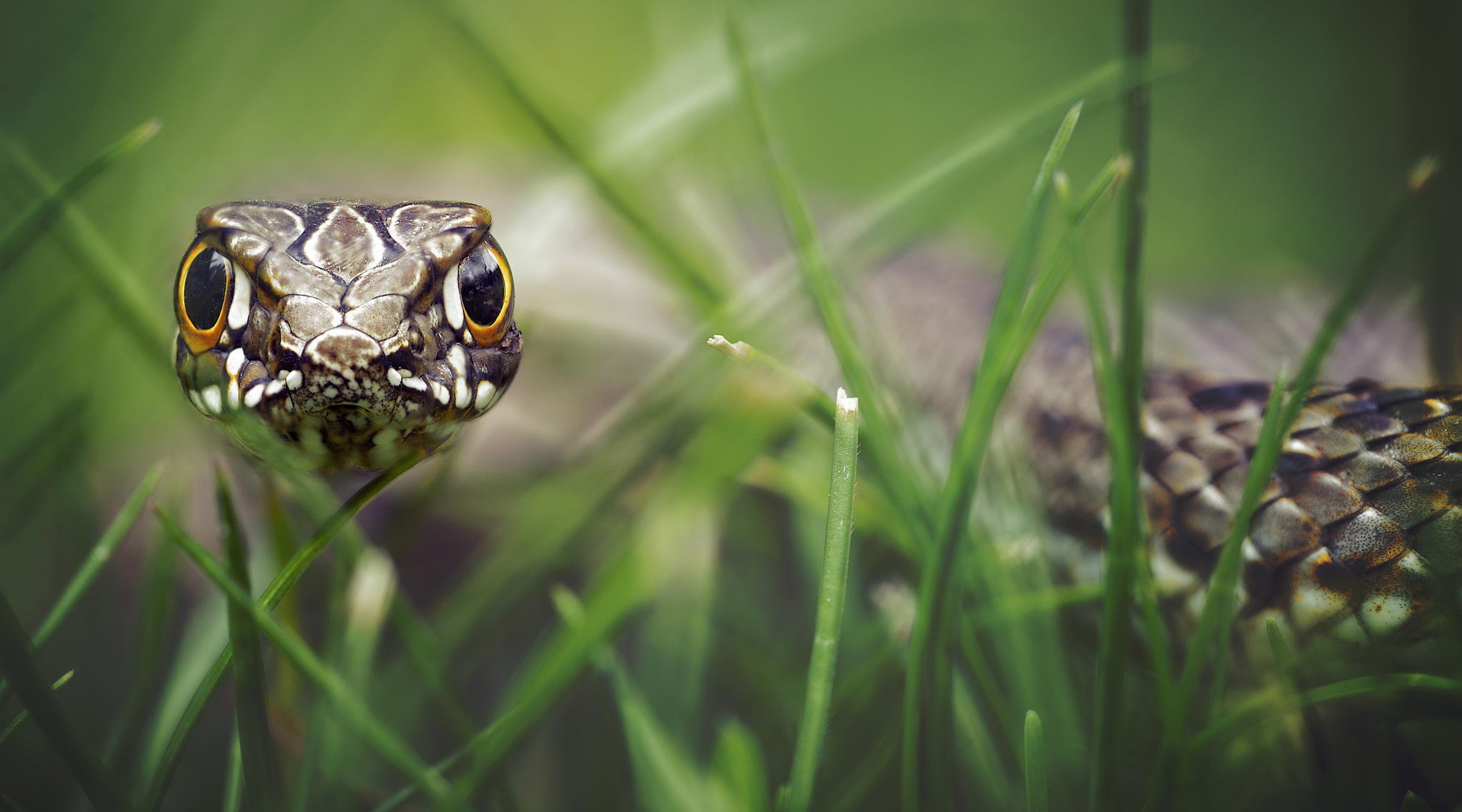 gad łuska spojrzenie hipnoza trawa bokeh