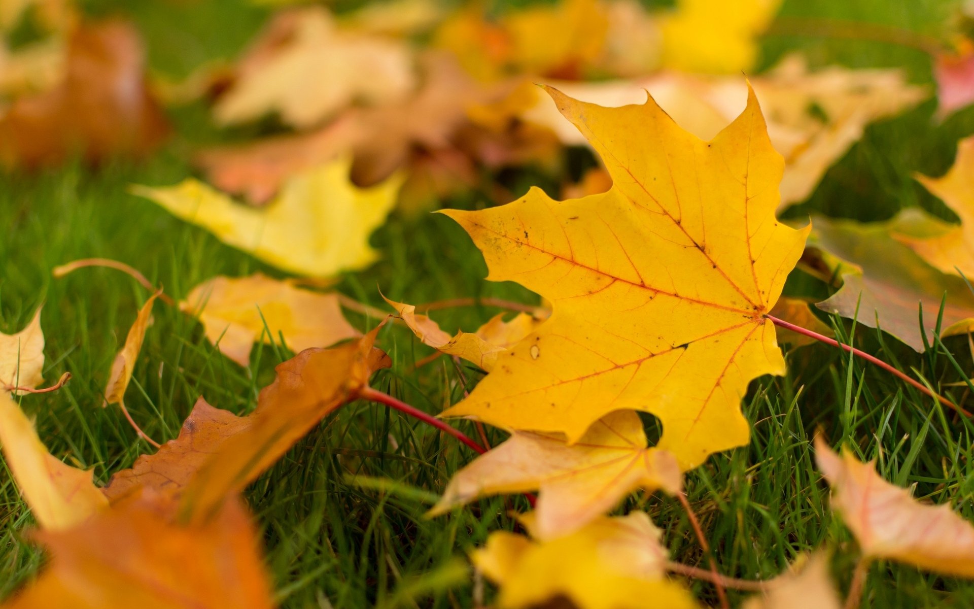 macro leaves leaflets leaves leaf leaf yellow leaves autumn autumn wallpaper background wallpaper widescreen fullscreen widescreen widescreen