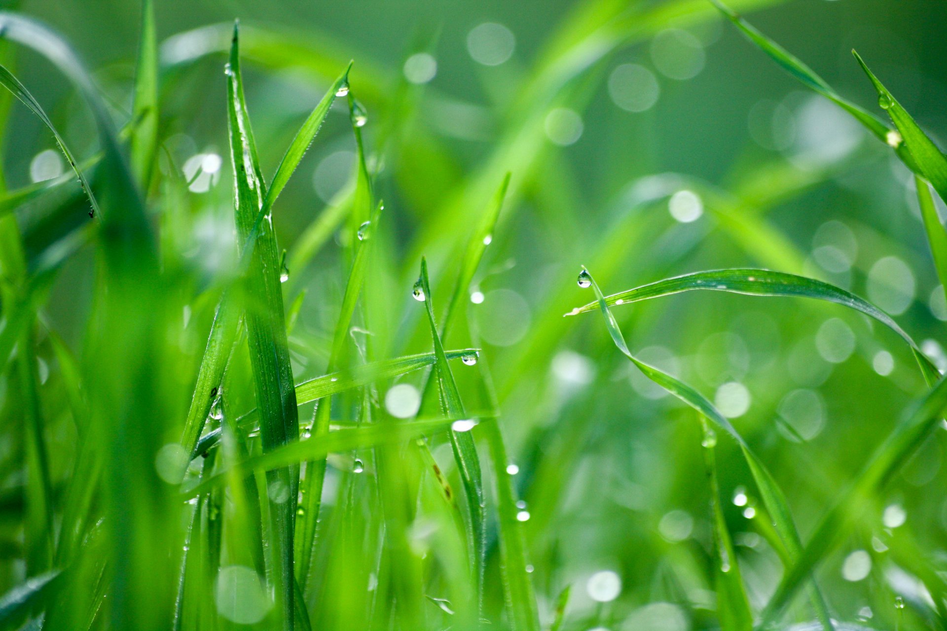 herbe gouttes rosée éblouissement