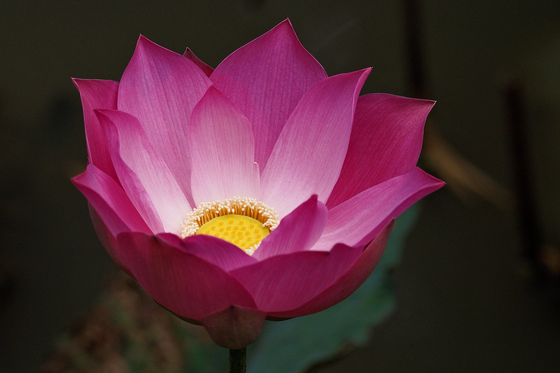 fiore loto rosa sfondo