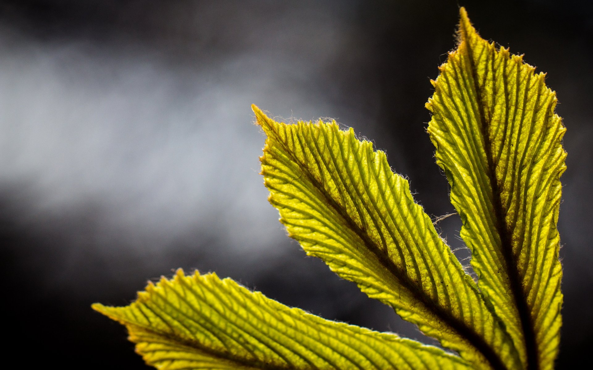 blatt hintergrund makro