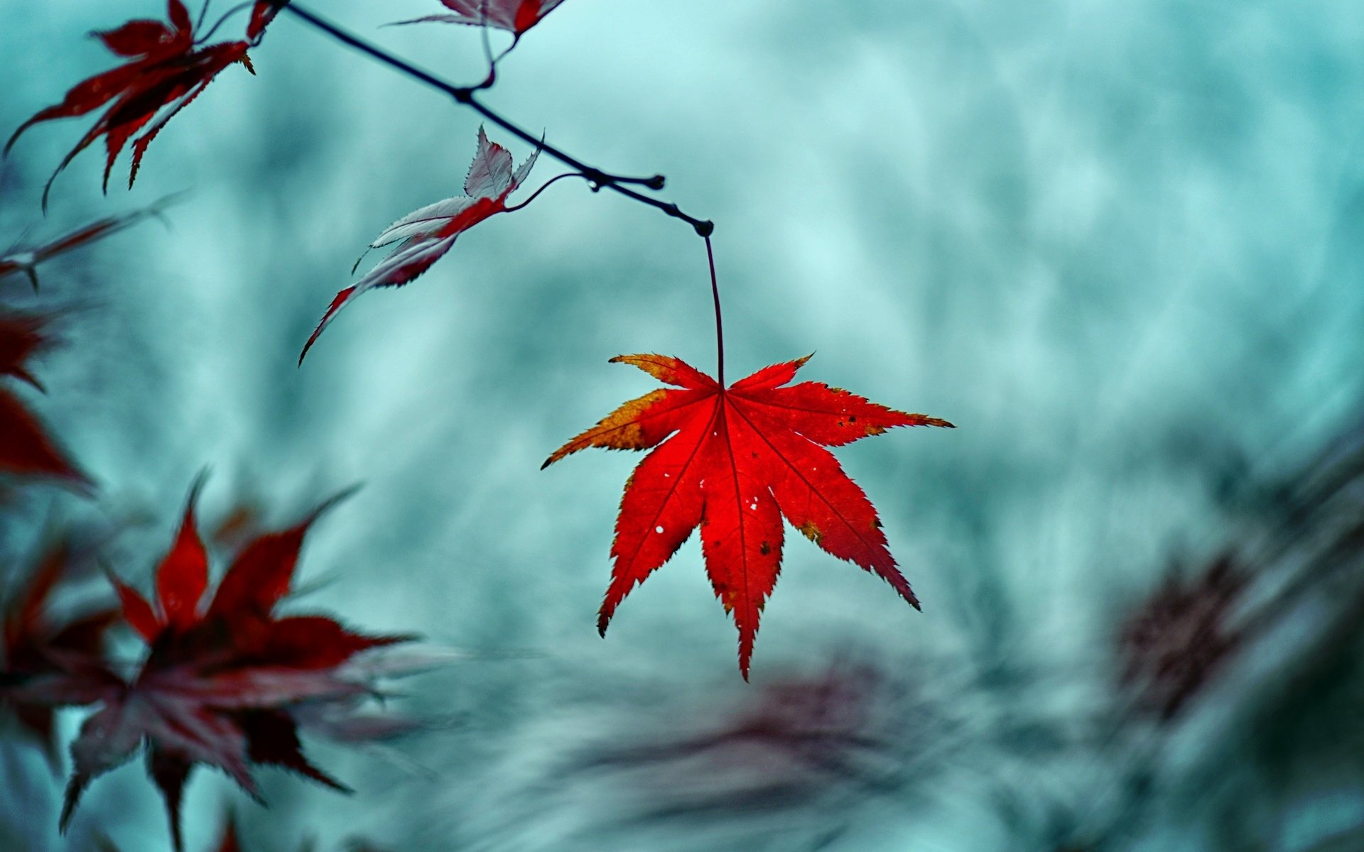 macro feuille feuille rouge arbre branche flou arrière-plan macro feuilles papier peint écran large plein écran écran large écran large