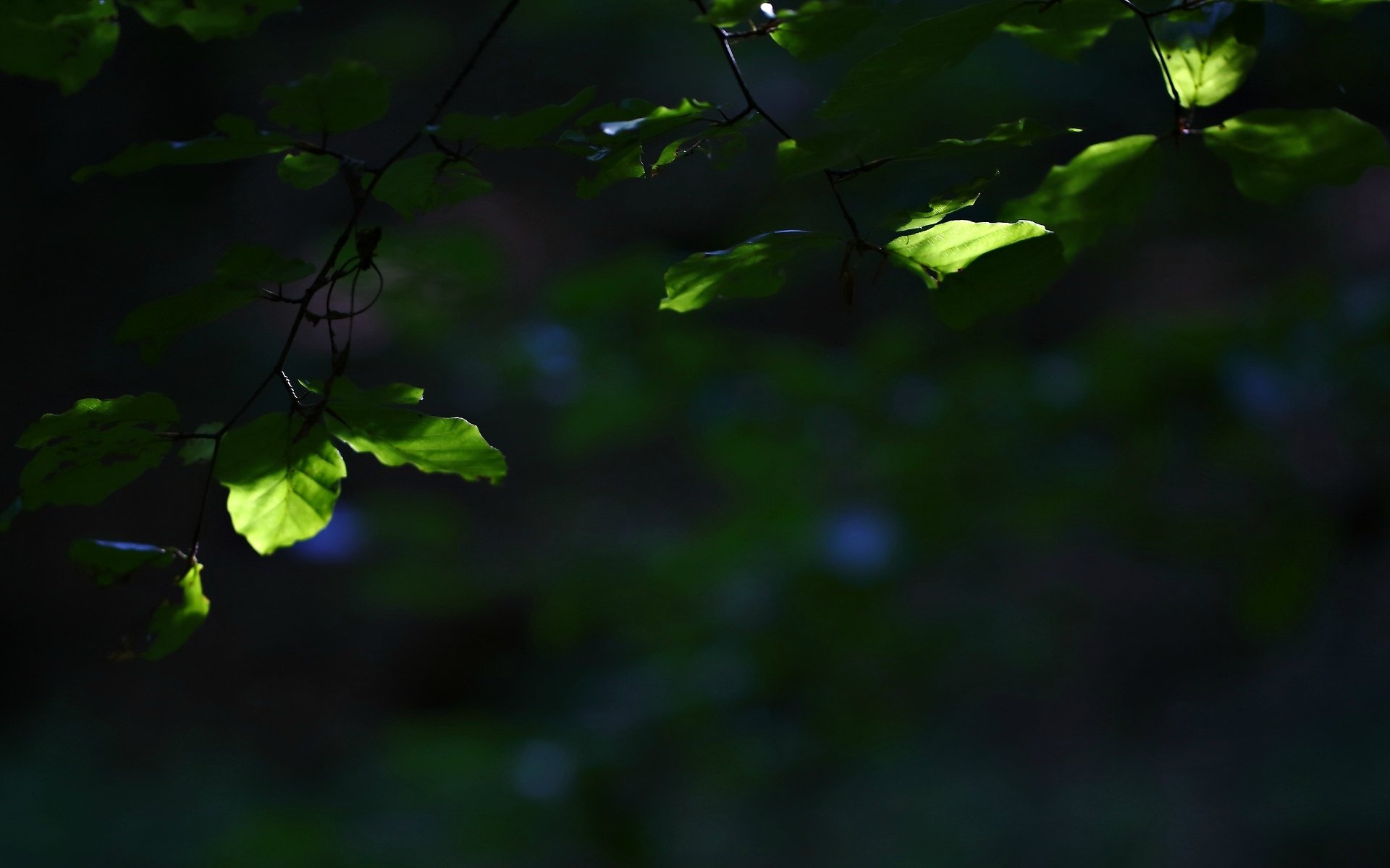 macro leaf leaflet leaves green tree branch blur background wallpaper widescreen fullscreen widescreen widescreen