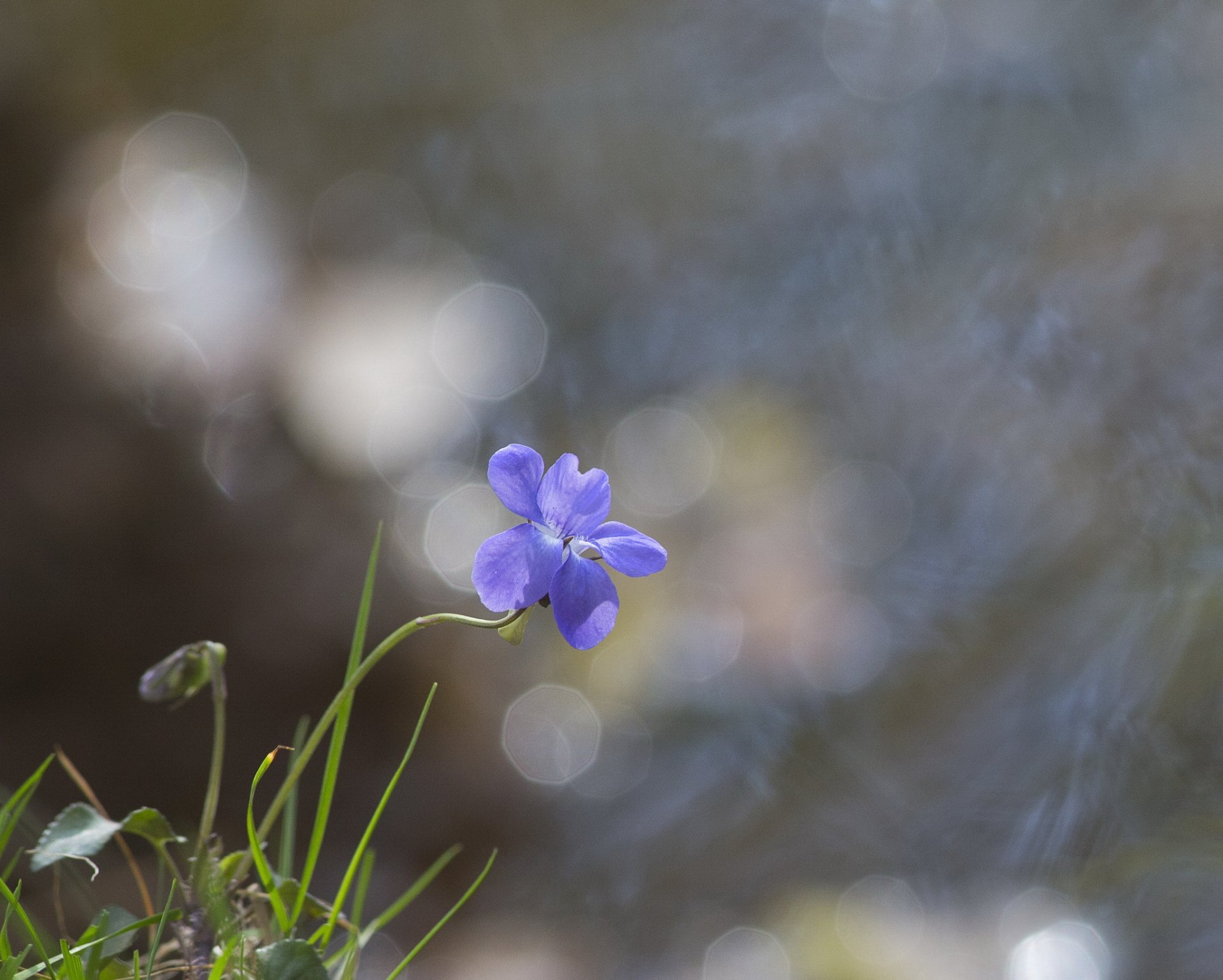 hojas de hierba flor azul resplandor fondo