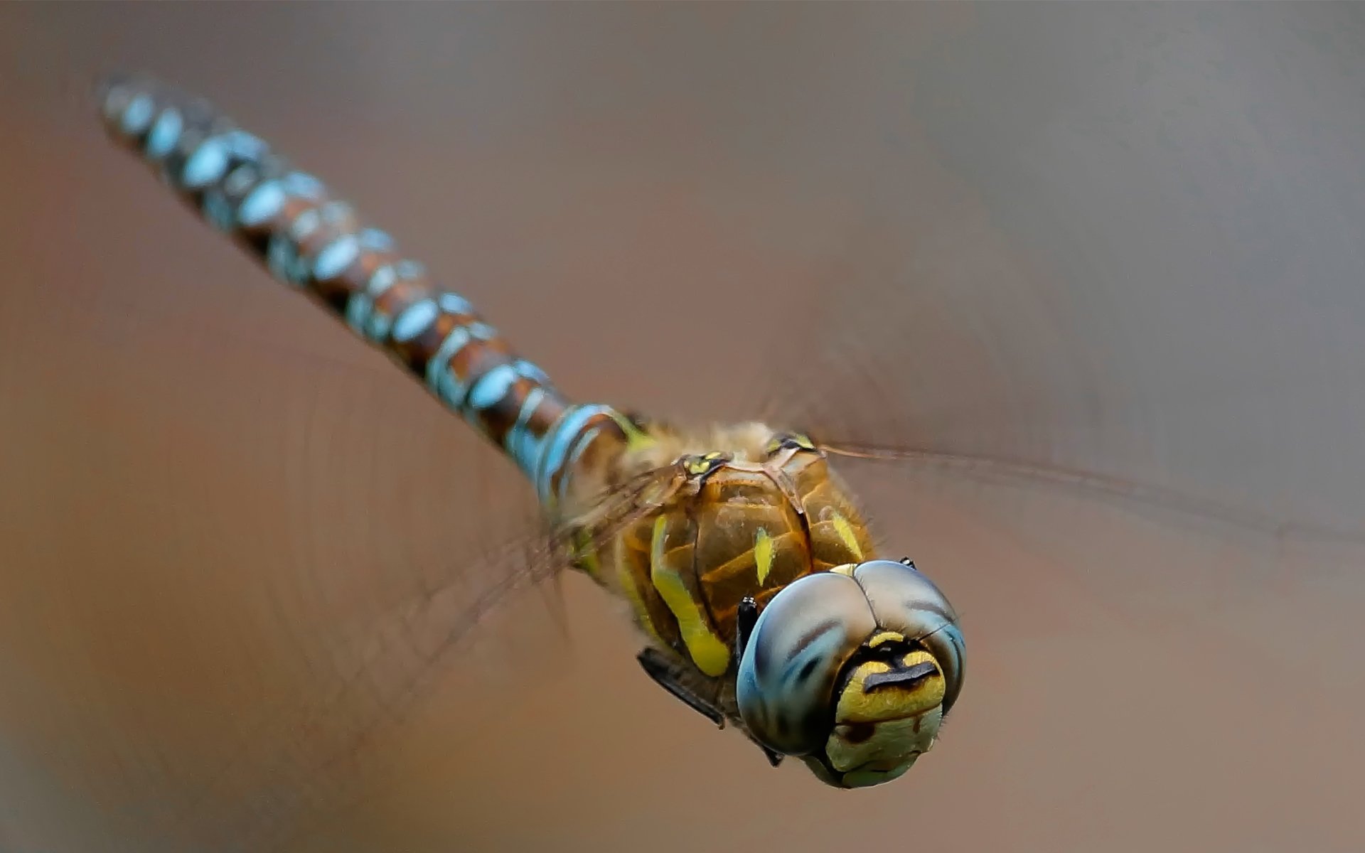 libellula ali insetto macro sfondo