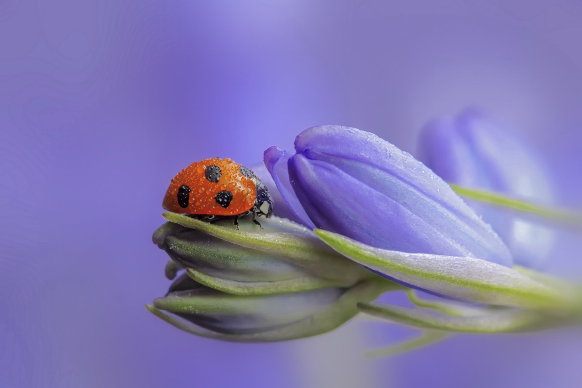 kwiaty liliowe pąki biedronka kropelki rosy bokeh