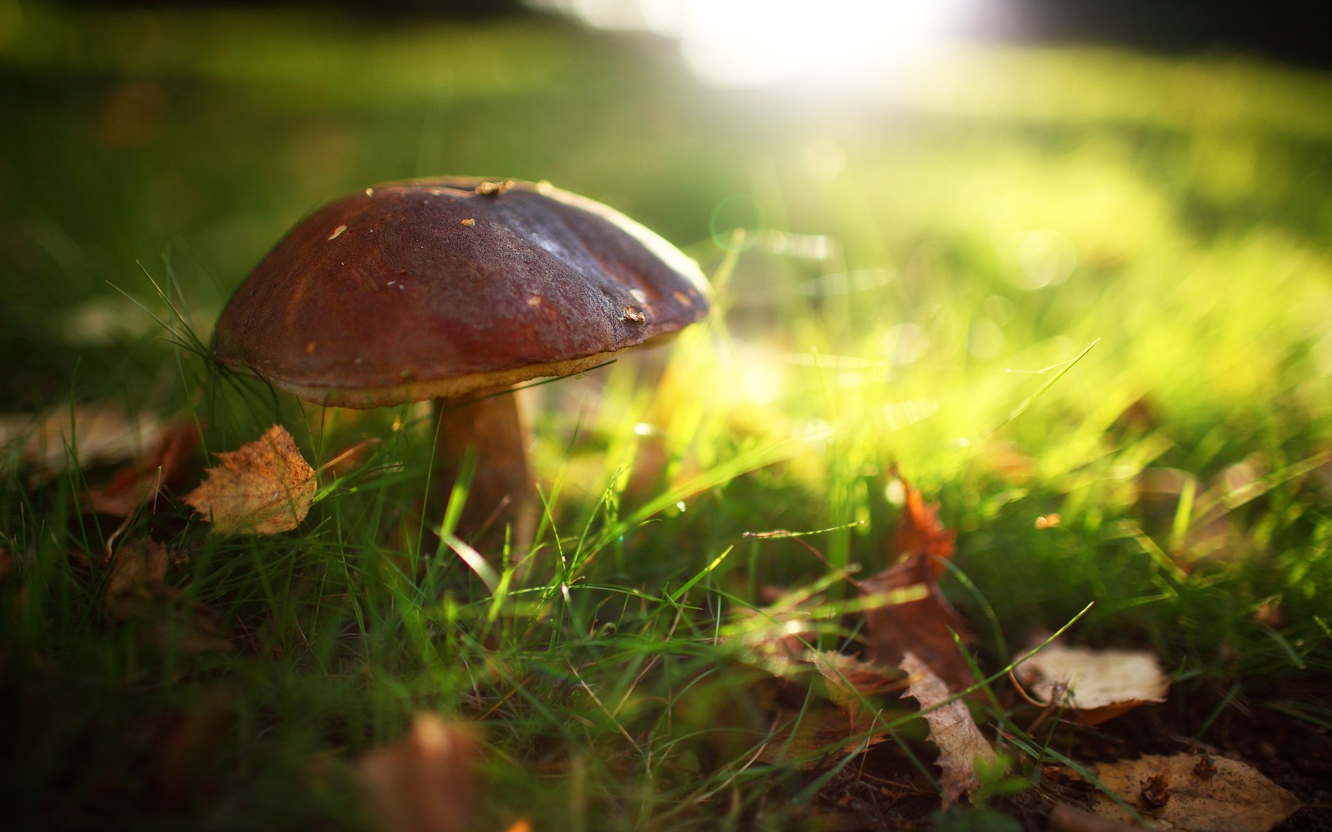 mushroom leaves summer light grass sun reflections in the woods field