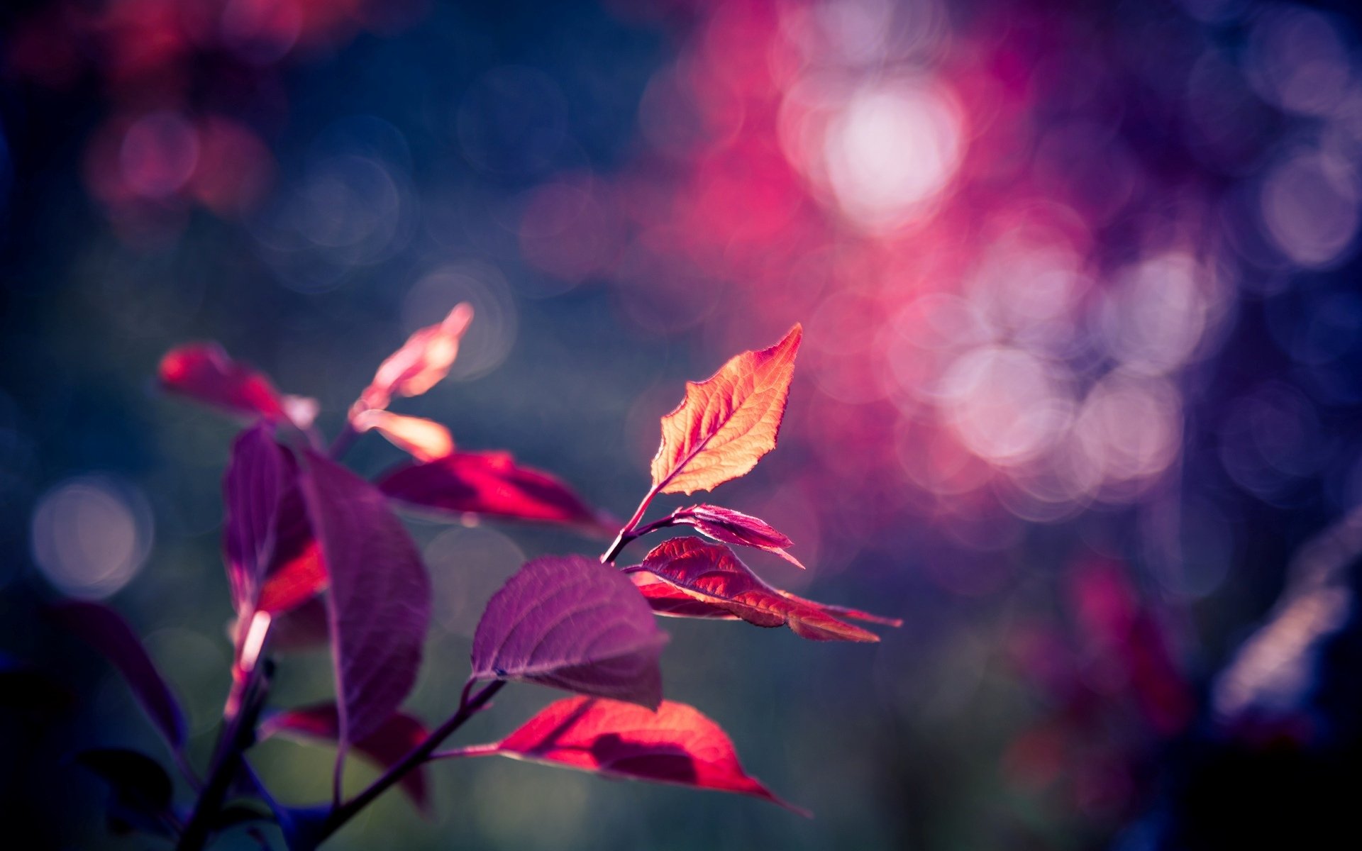 macro feuille feuille feuilles rose violet arbre flou bokeh arrière-plan papier peint écran large plein écran écran large