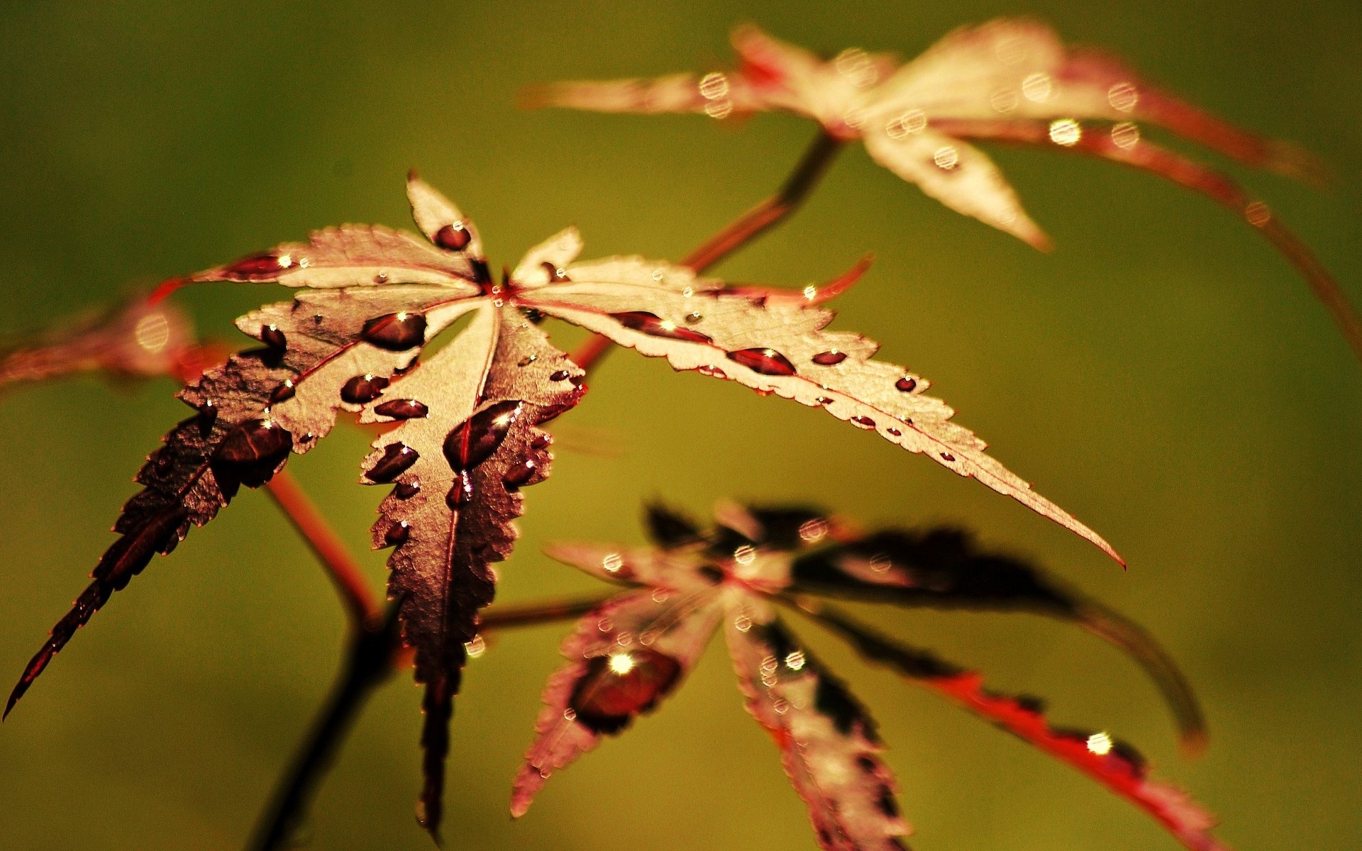 macro foglia foglia acqua goccia rugiada macro sfondo carta da parati widescreen schermo intero widescreen widescreen