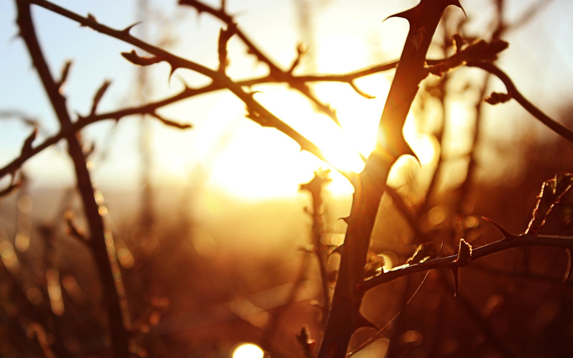 macro ramas árboles árbol sol puesta de sol fondo papel pintado widescreen pantalla completa widescreen widescreen