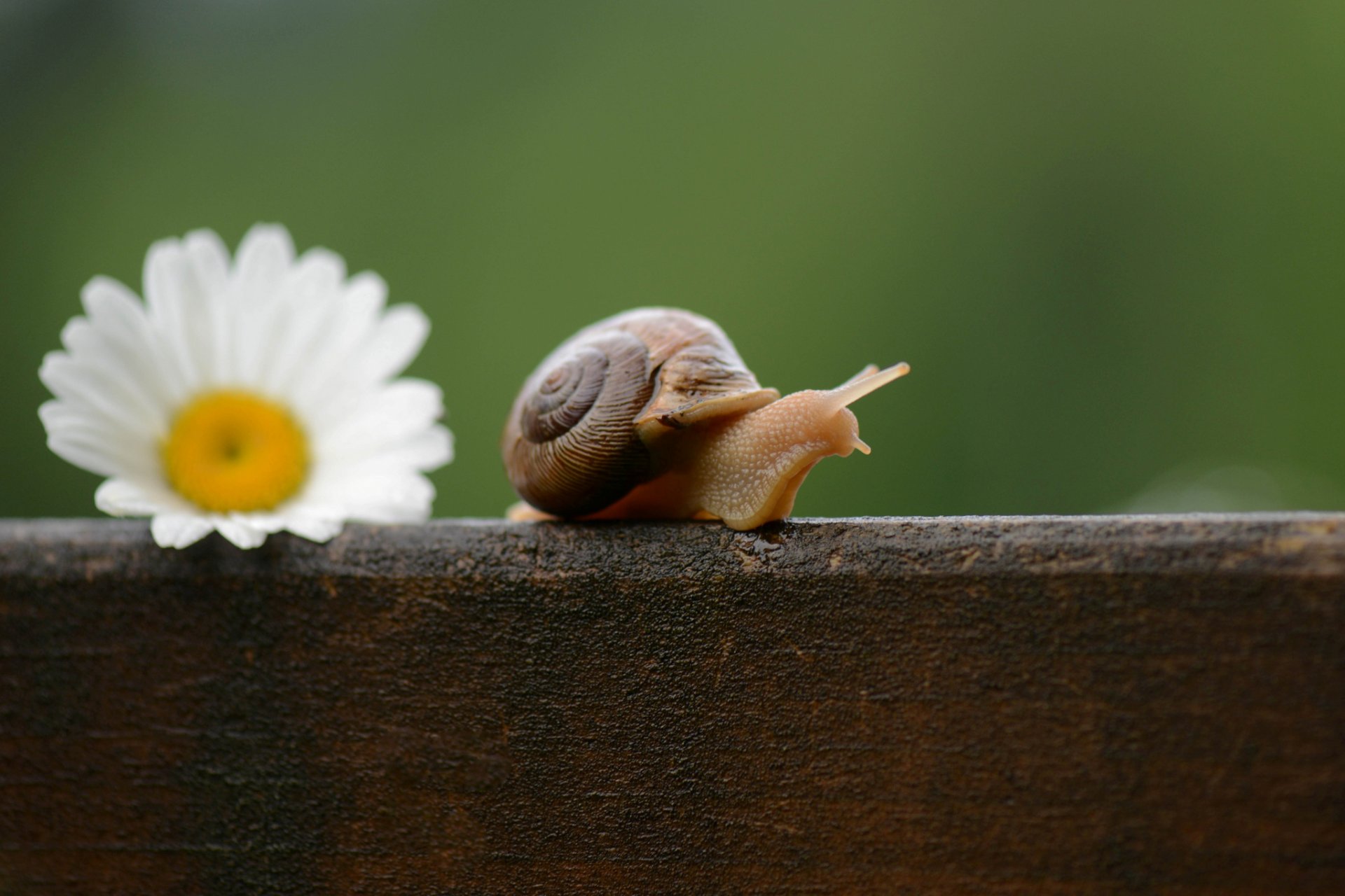 fleur camomille escargot