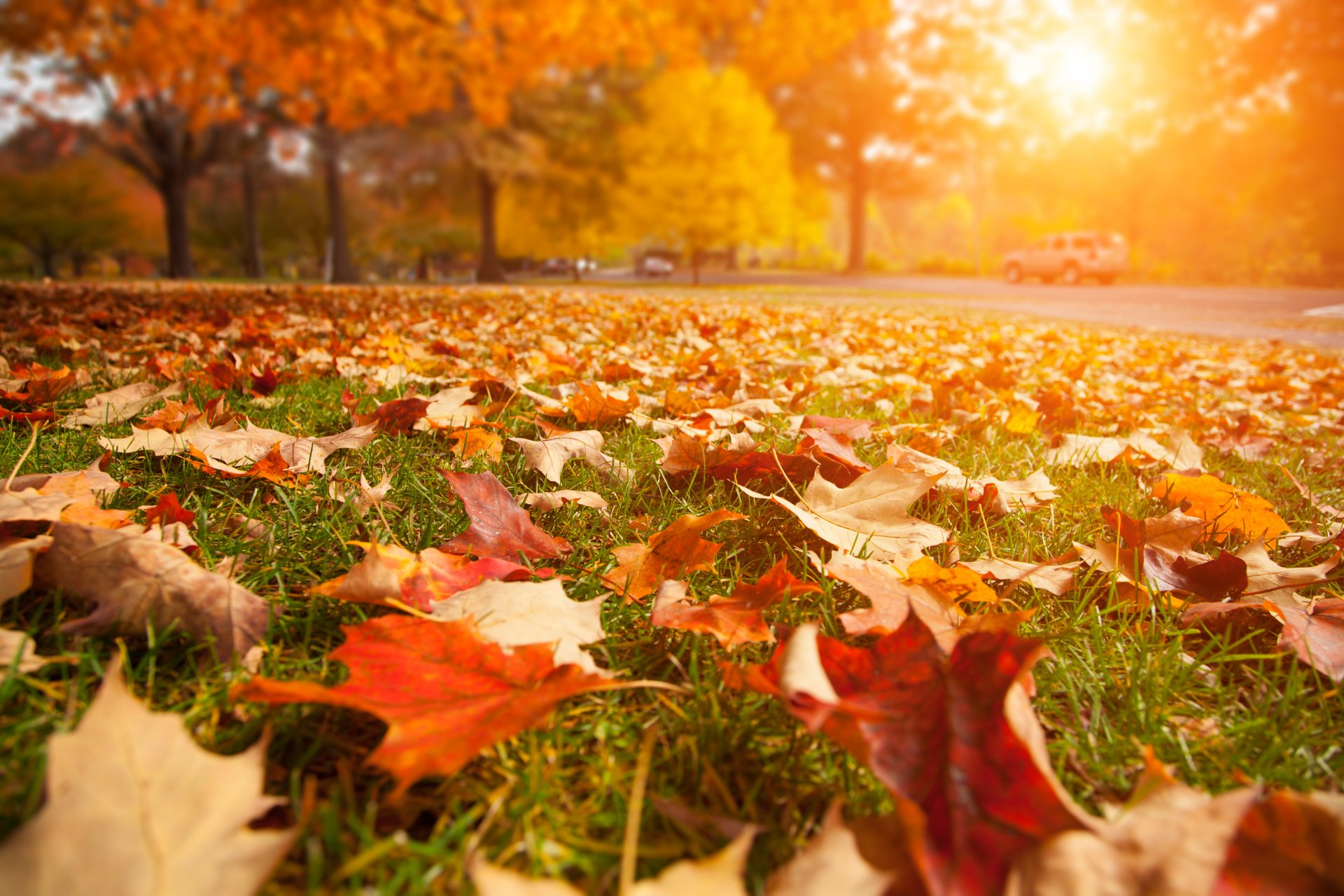 herbstbäume sonne straße blätter natur landschaft schließen sonnenstrahlen schön makro