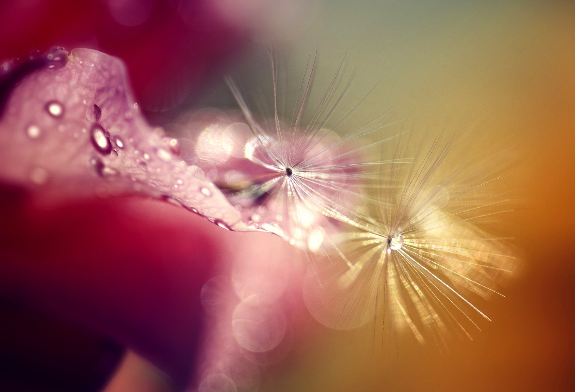 petals pink rose drops rosa close up dandelions bokeh