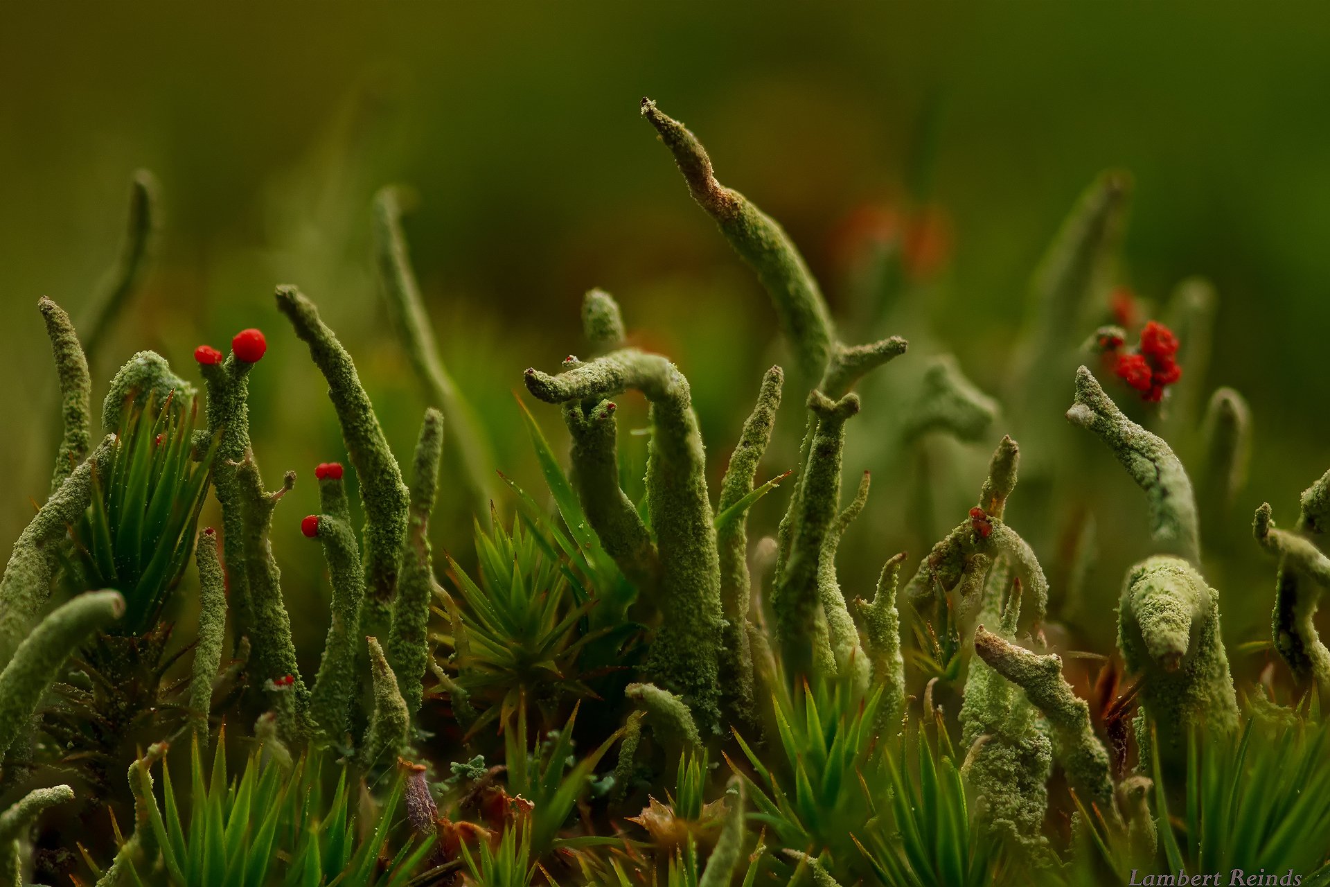 macro mundo cladonia liquen hierba