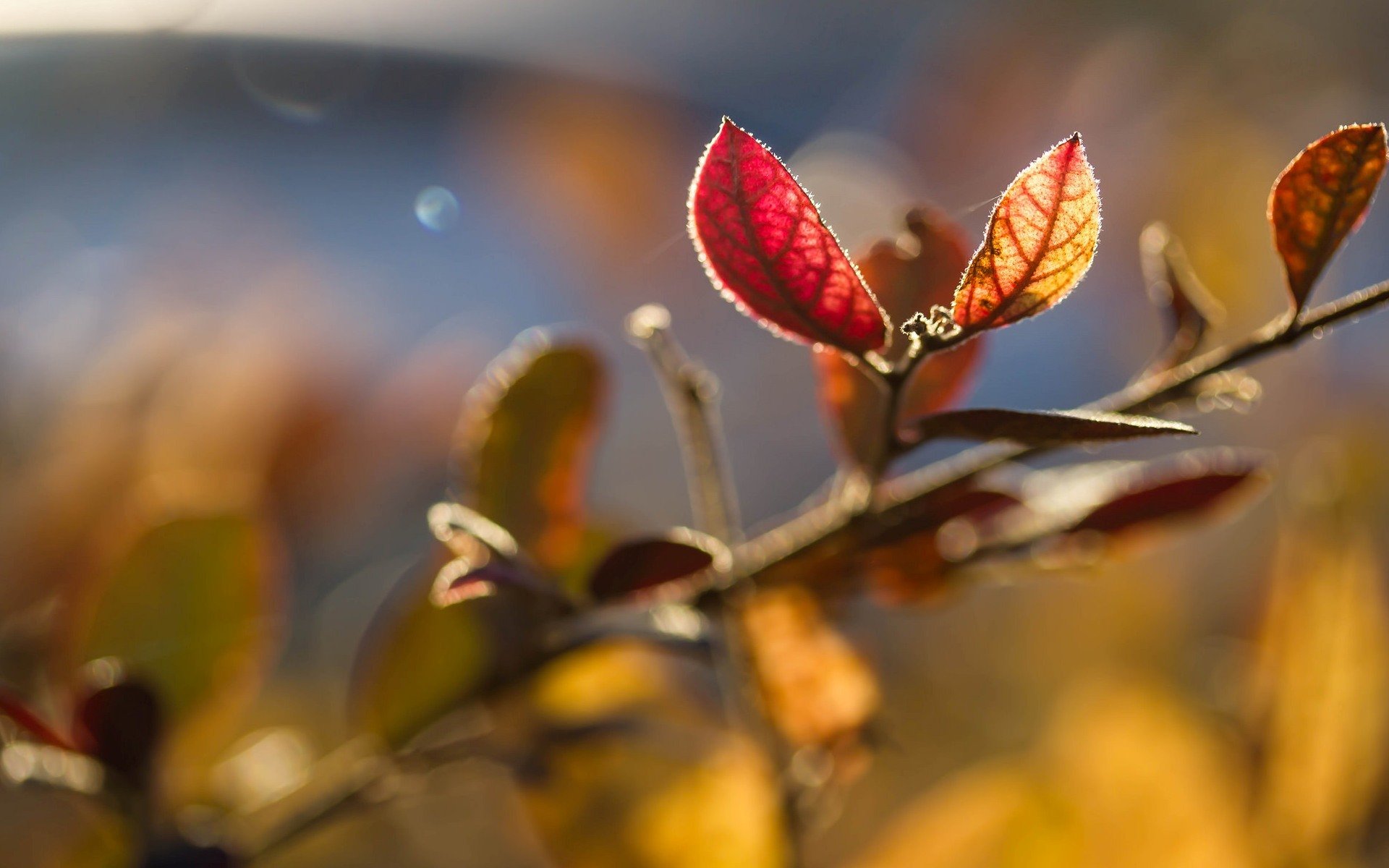 macro leaves leaves leaves tree branches sun blur macro background wallpaper widescreen fullscreen widescreen