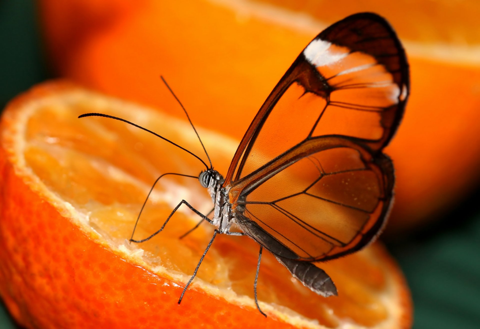 orange orange butterfly wings transparency