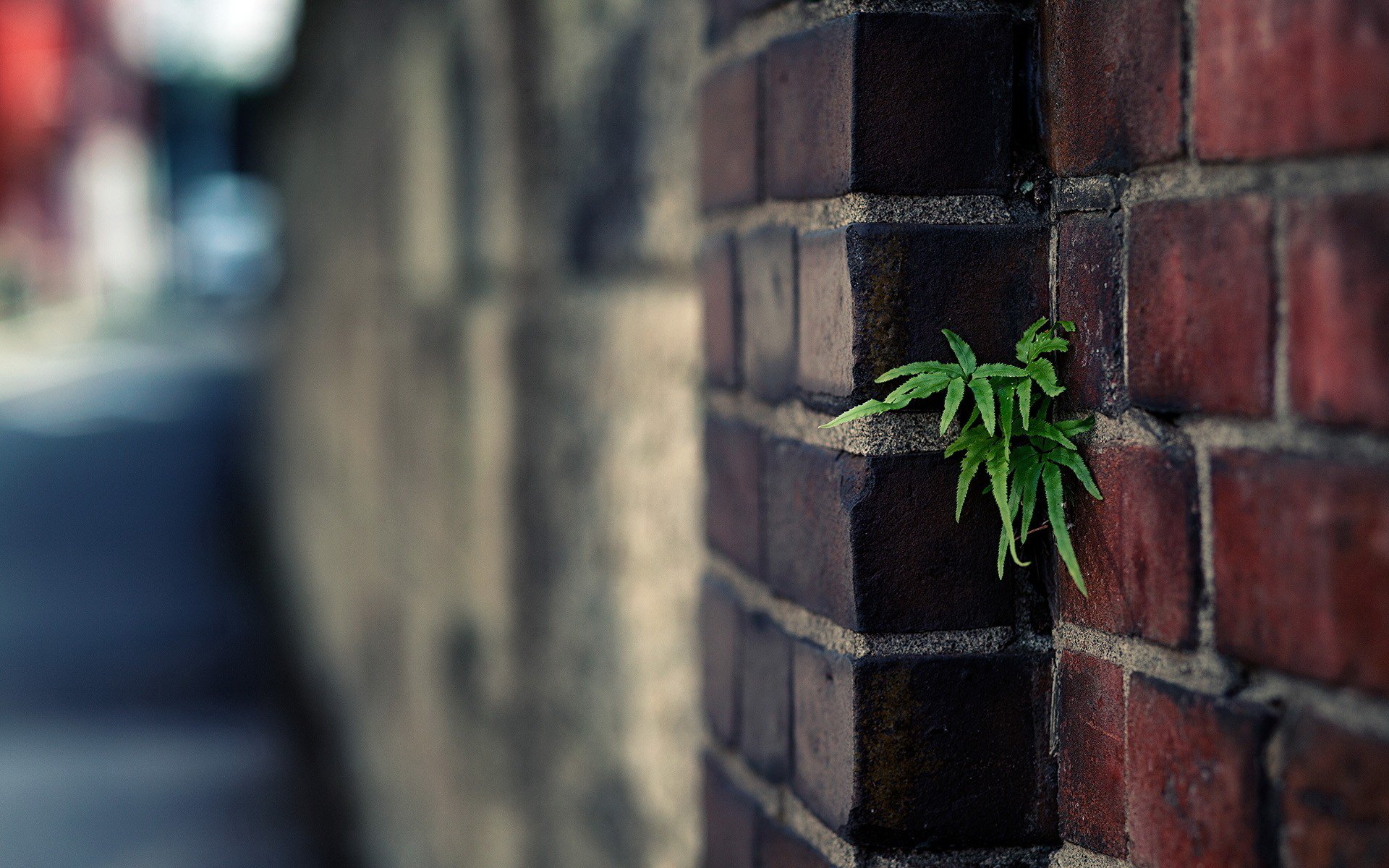 planta verde pared ladrillo