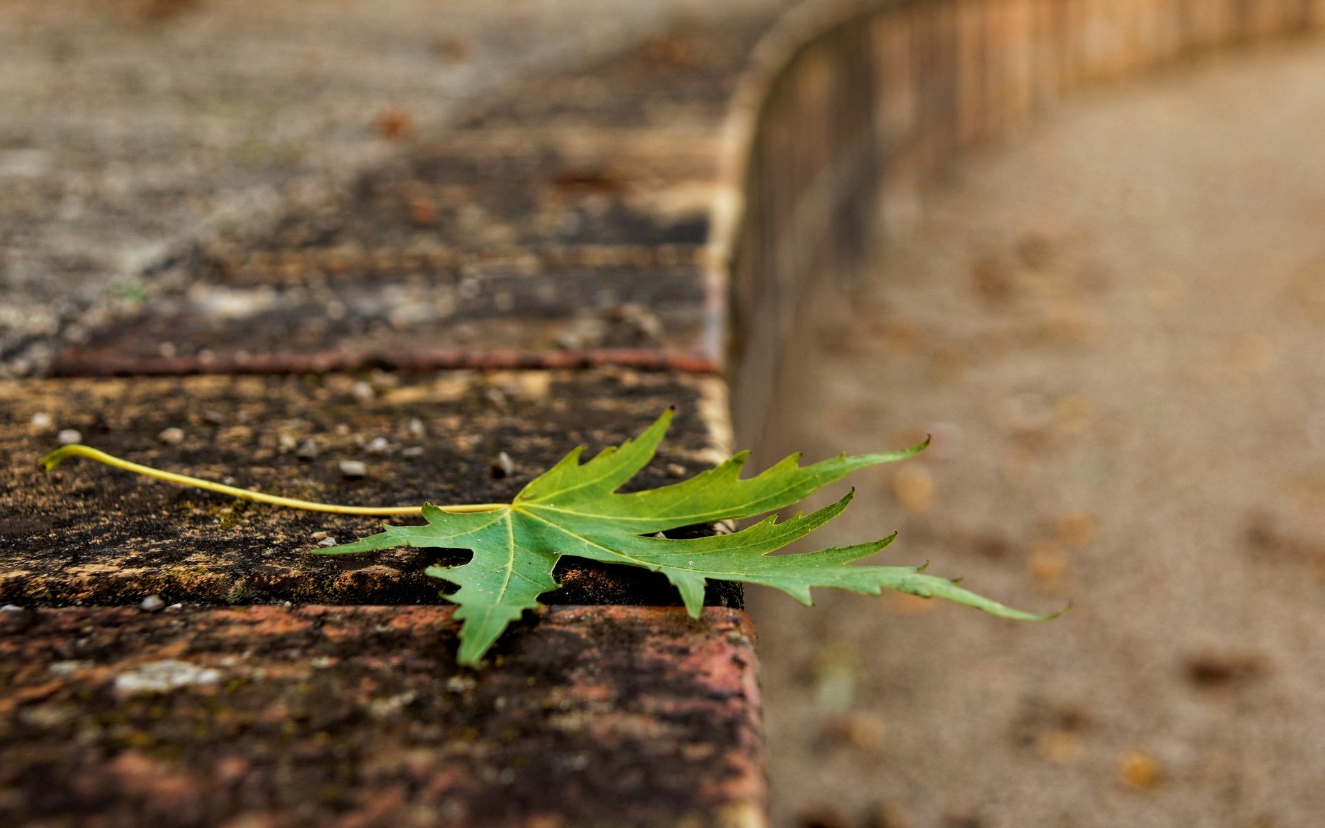 macro leaf leaflet green macro background wallpaper widescreen fullscreen widescreen widescreen