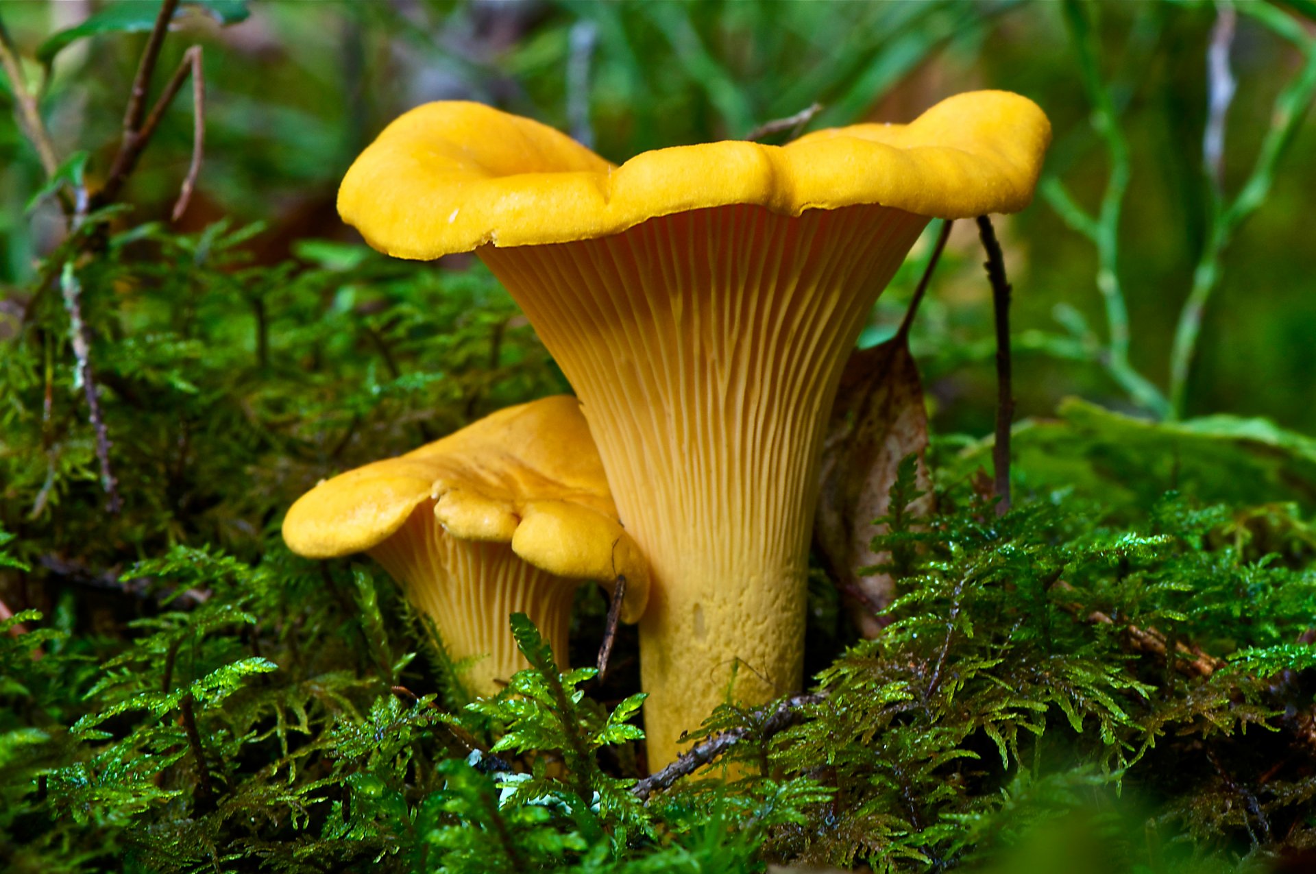 mushrooms chanterelle forest grass nature