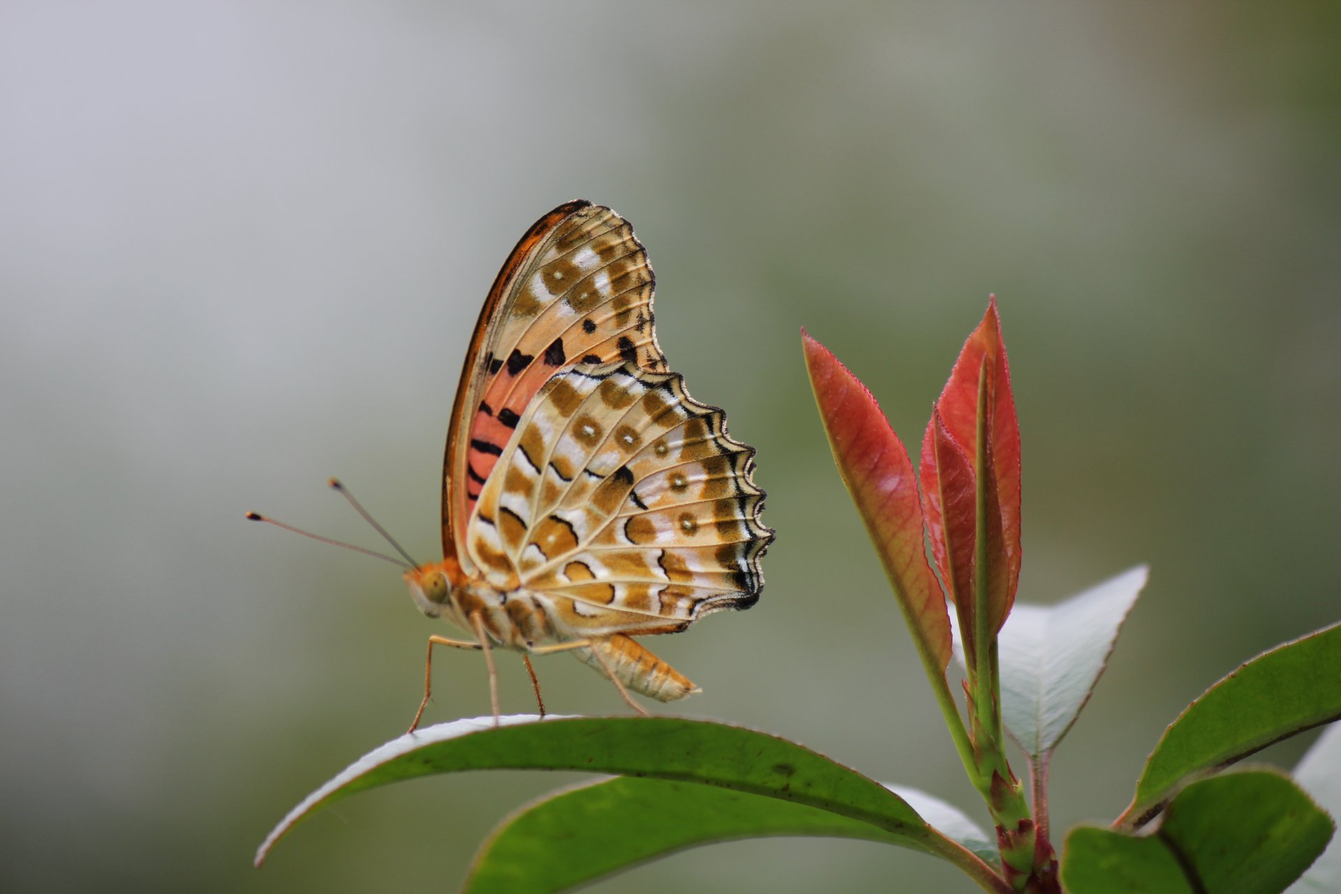 roślina liście motyl